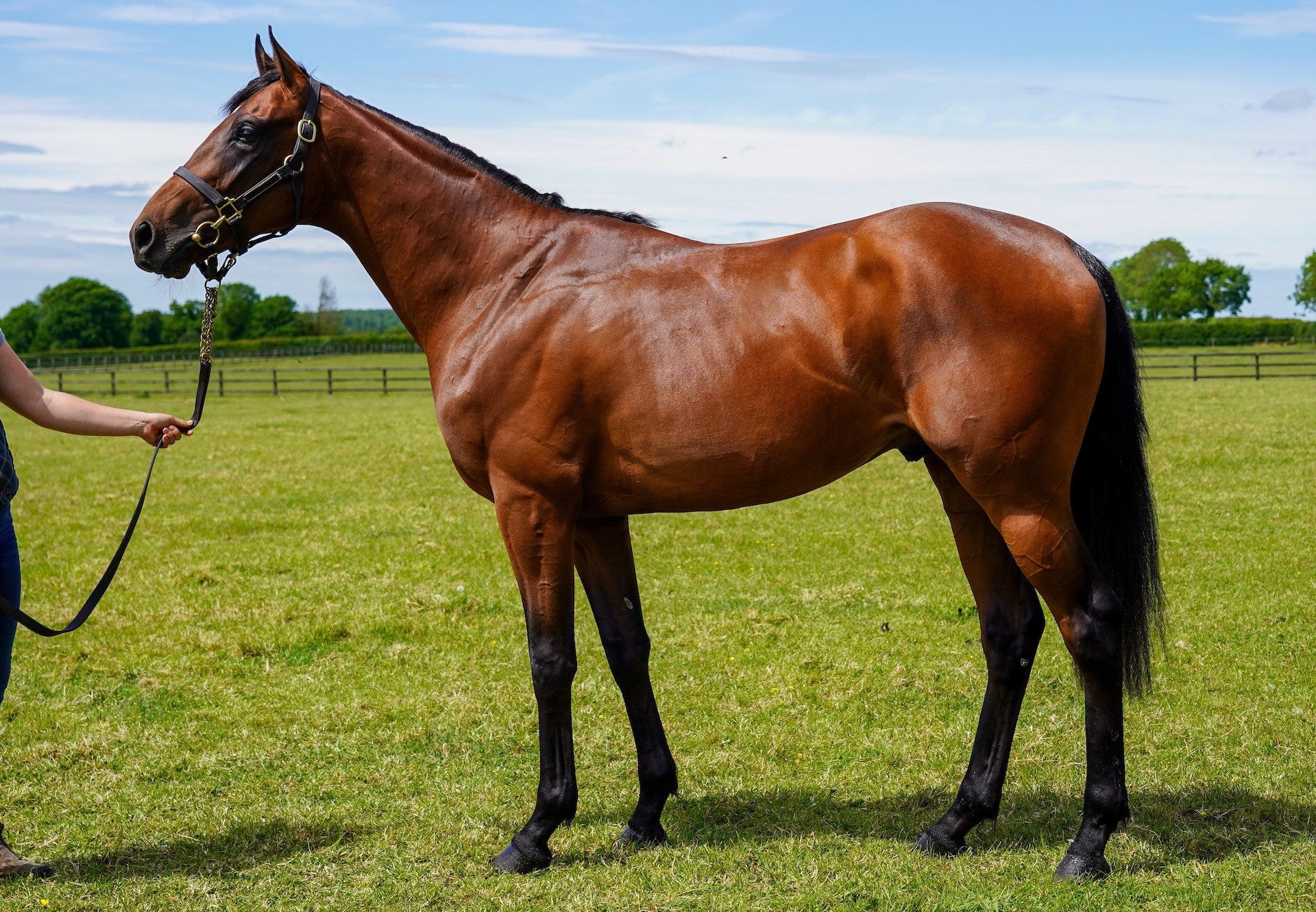 The Gurkha Colt Ex Long Face