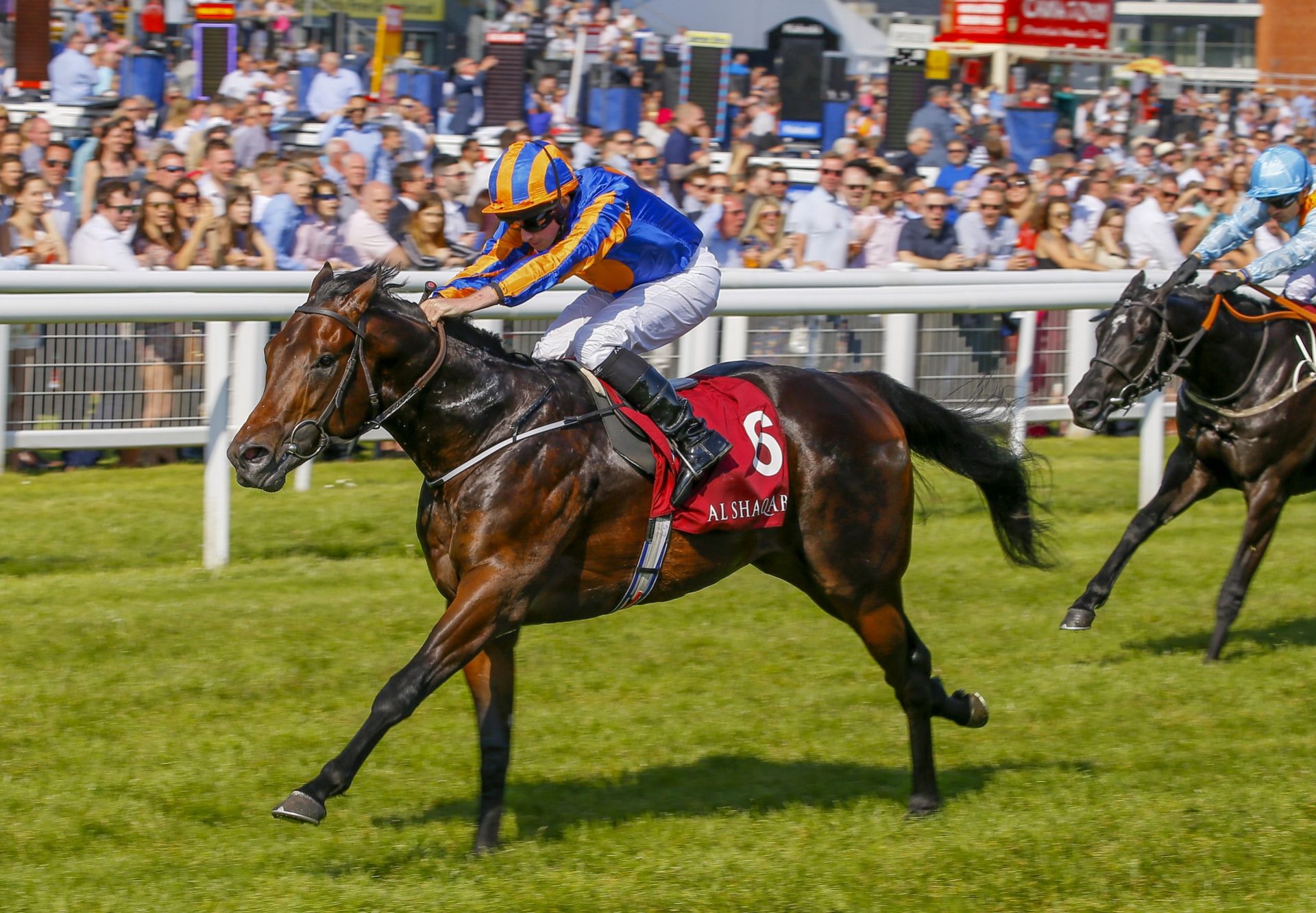 The Irish Rover (No Nay Never) winning a condition stakes at Newbury