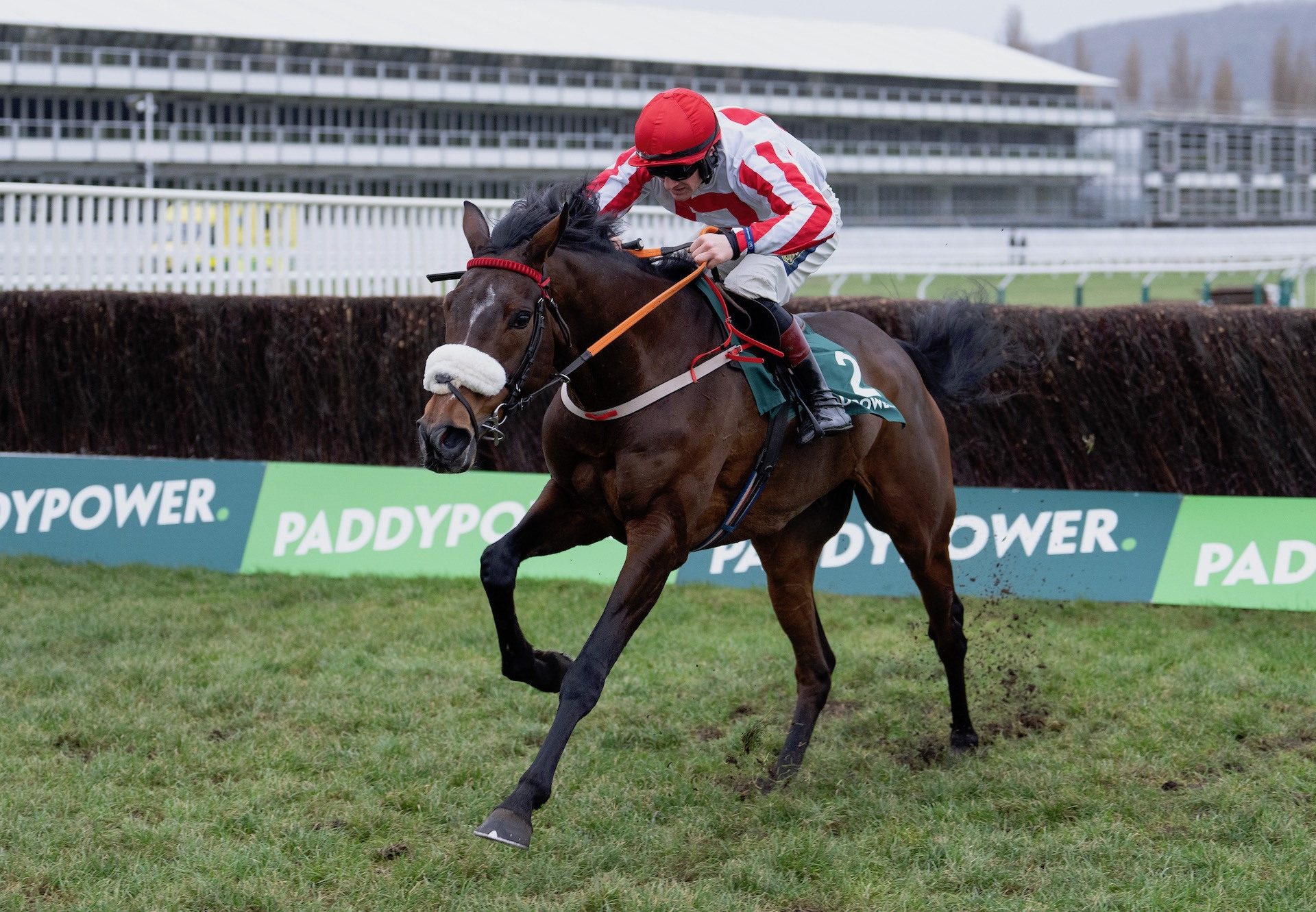 The Real Whacker (Mahler) Wins The Grade 2 Dipper Novices Chase At Cheltenham