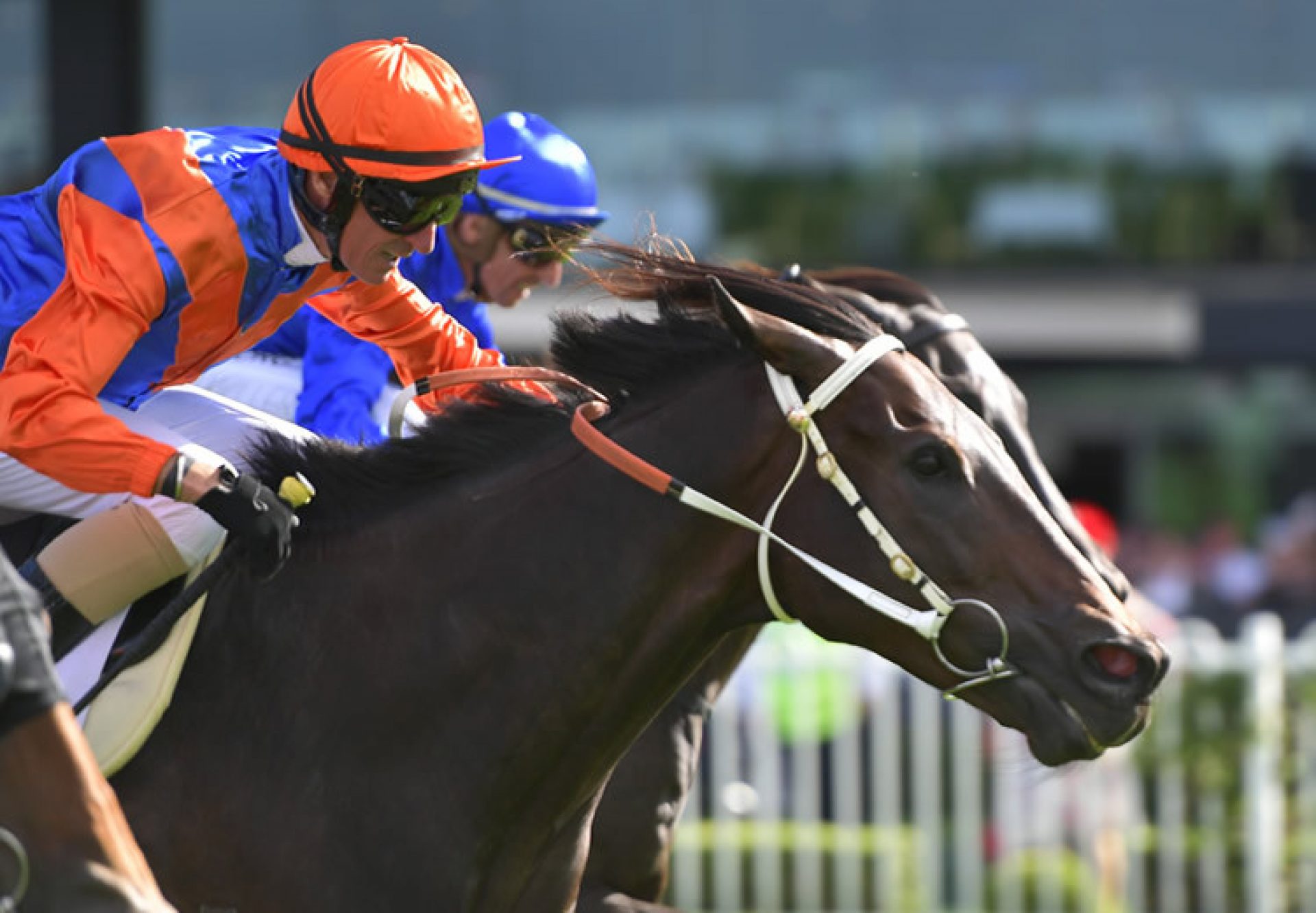 Think It Over (So You Think) winning the Gr.1 George Ryder Stakes at Rosehill