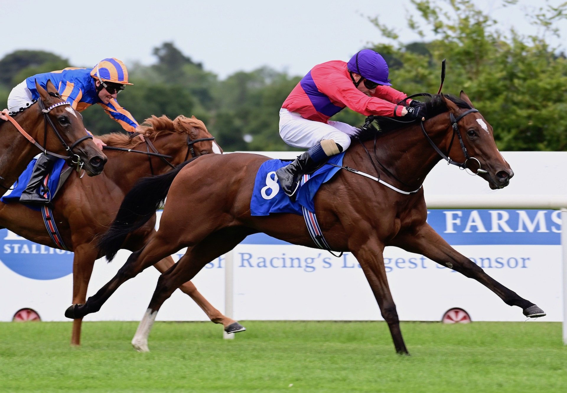 Thornbrook (Saxon Warrior) Wins On Debut at Leopardstown