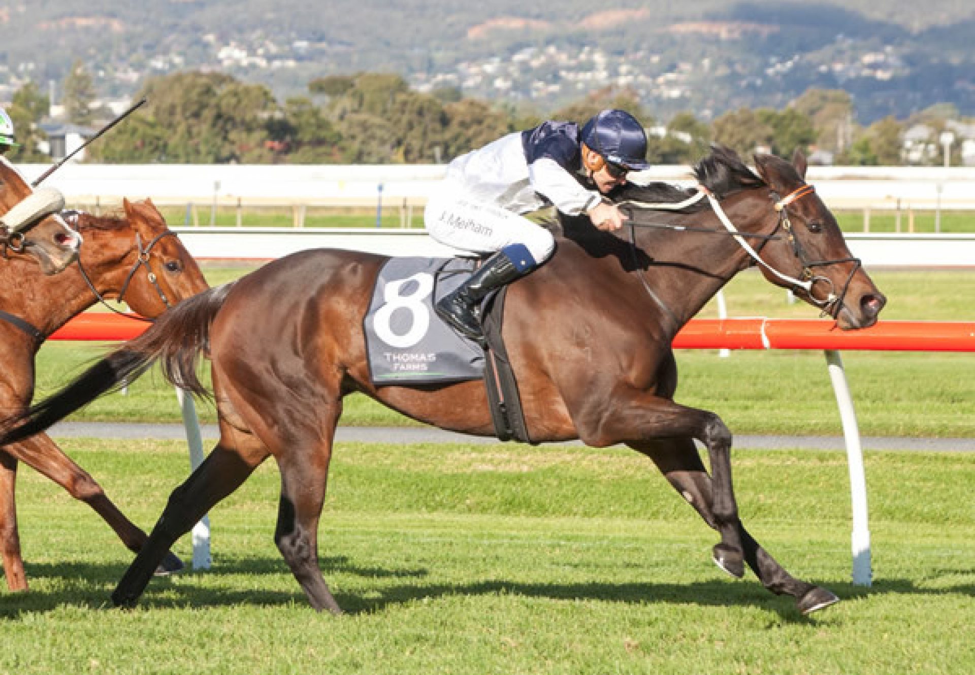 Thought Provoking (So You Think) winning the Listed SAJC Centaurea Stakes at Morphettville