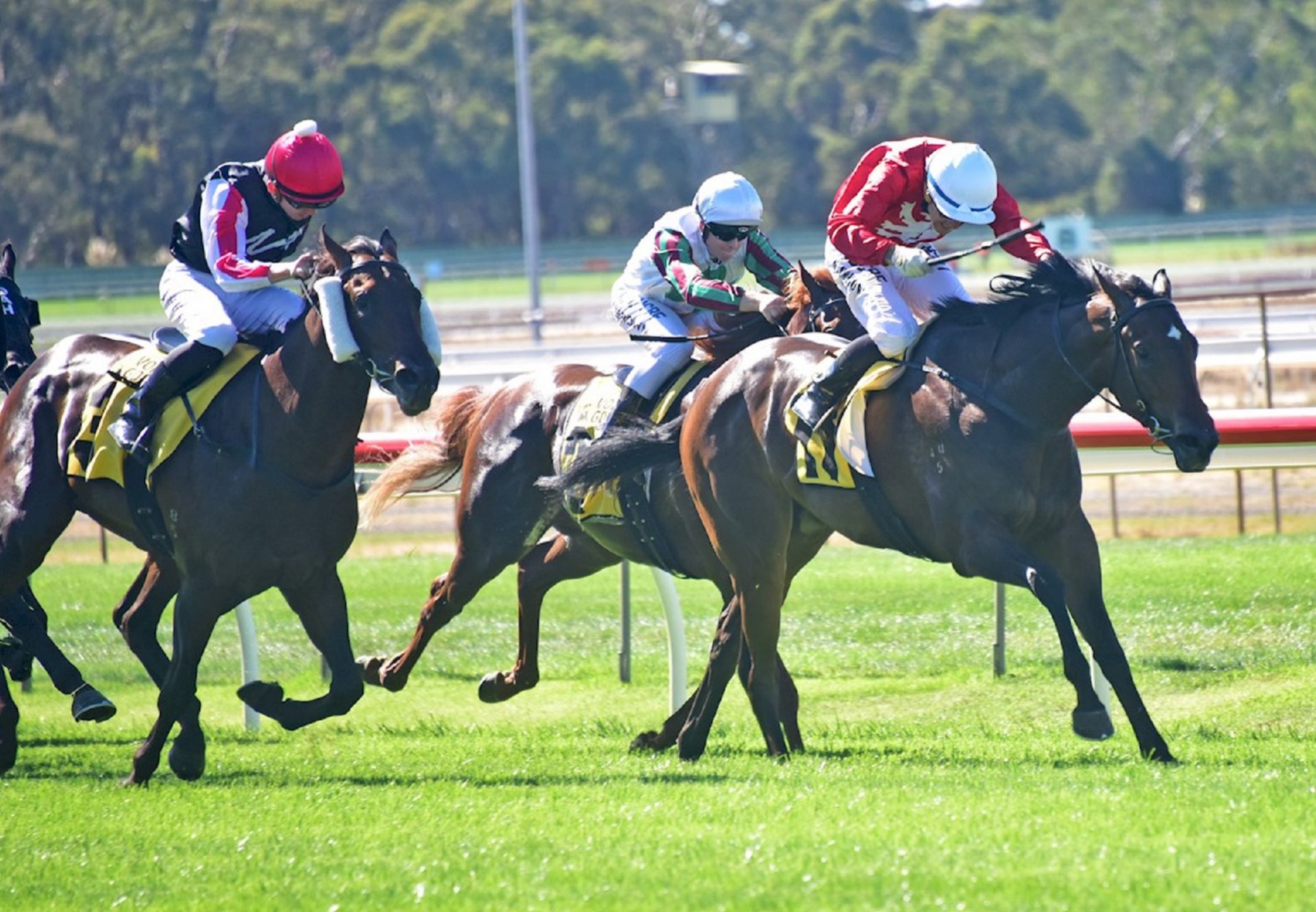 Thrillster (Starspangledbanner) winning the Gold Rush Plate at Bendigo