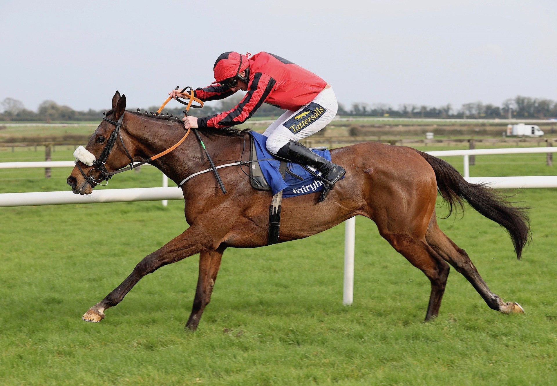 Tiger Bay Queen (Westerner) Wins The Listed Mares Bumper At Fairyhouse