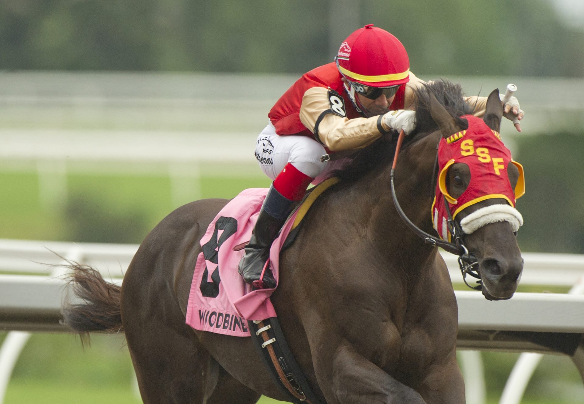 Tio Magico (Uncle Mo) wins the Queenston Stakes at Woodbine