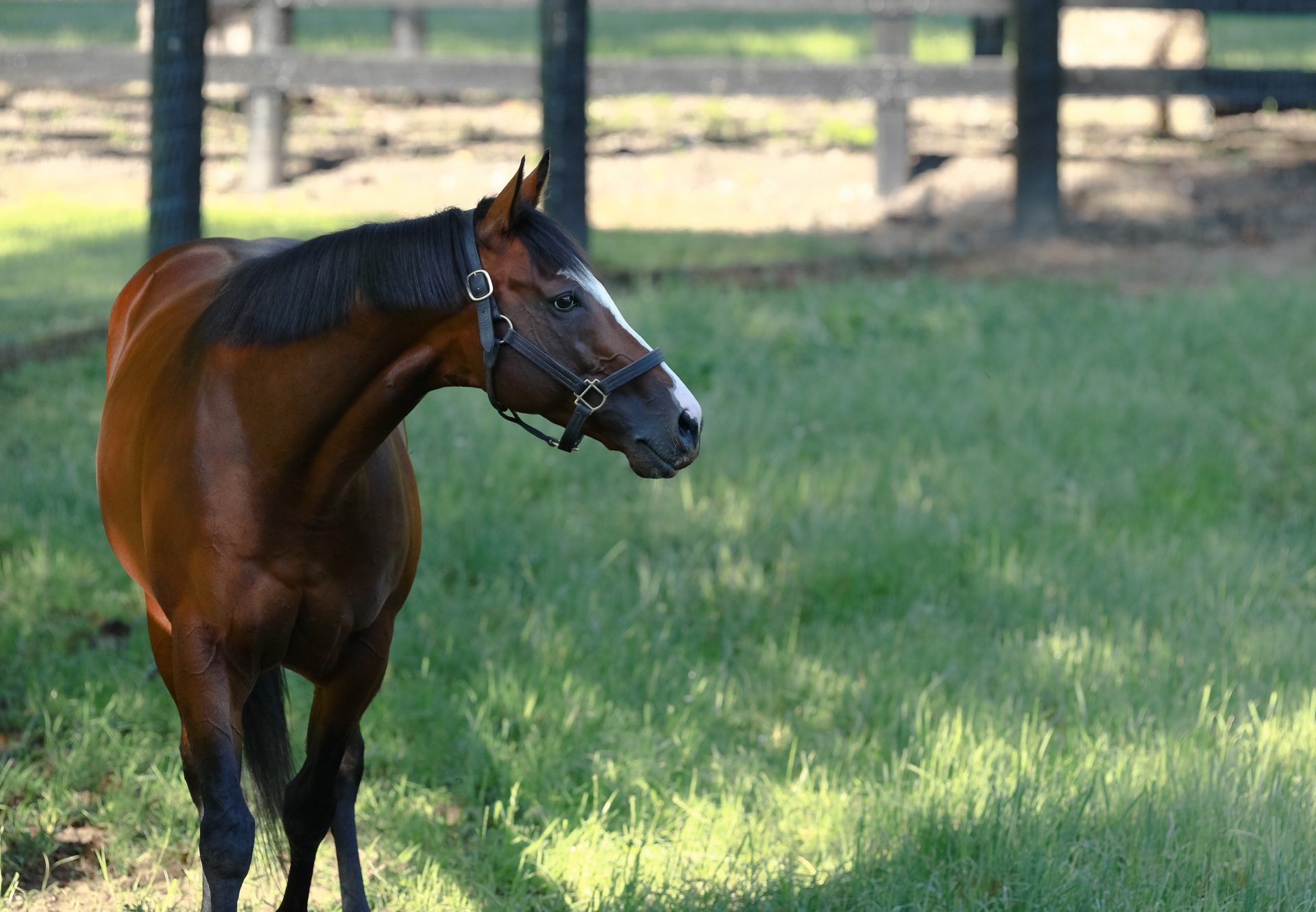 Tiz The Law Paddock 09