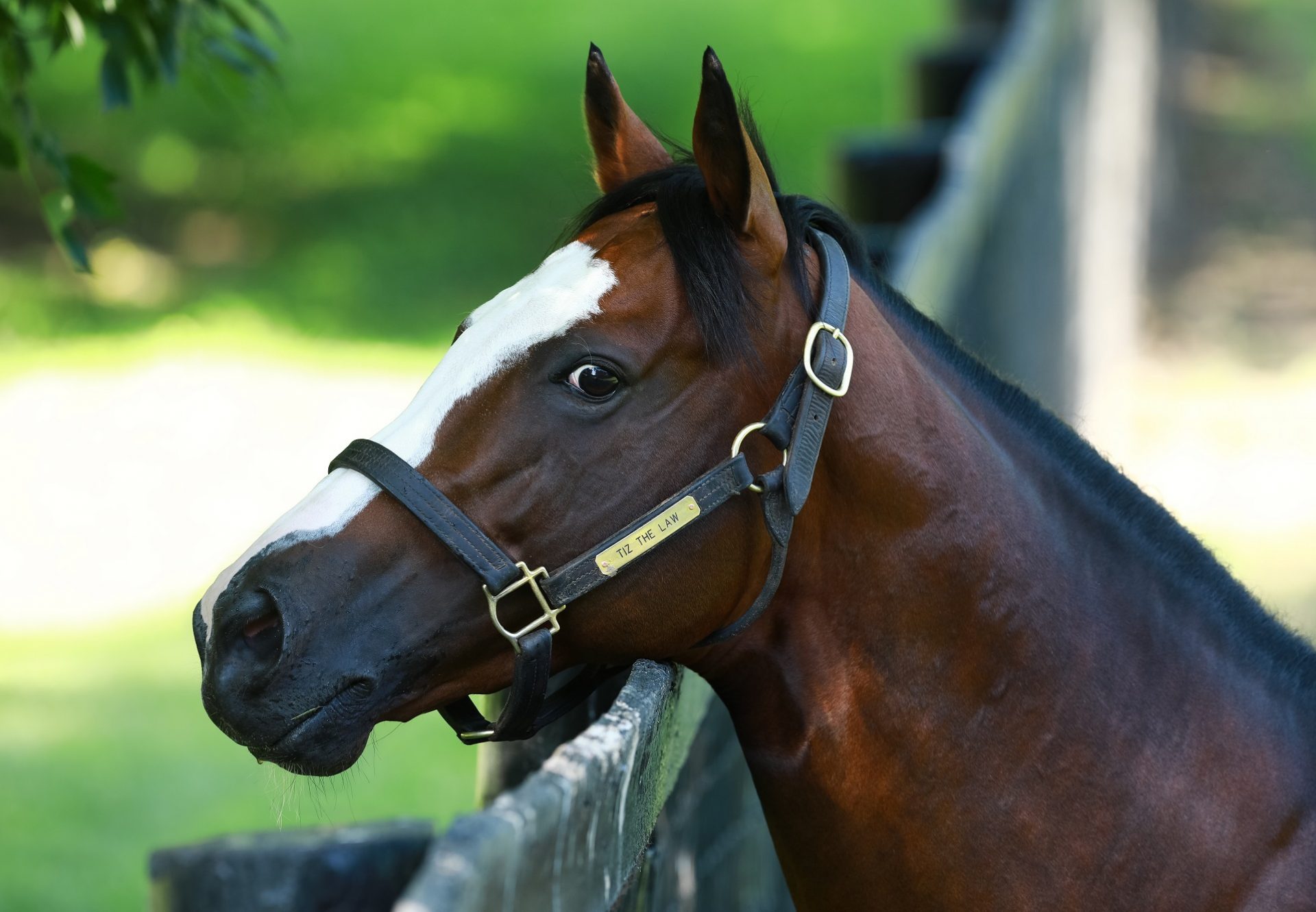 Tiz The Law Paddock 10