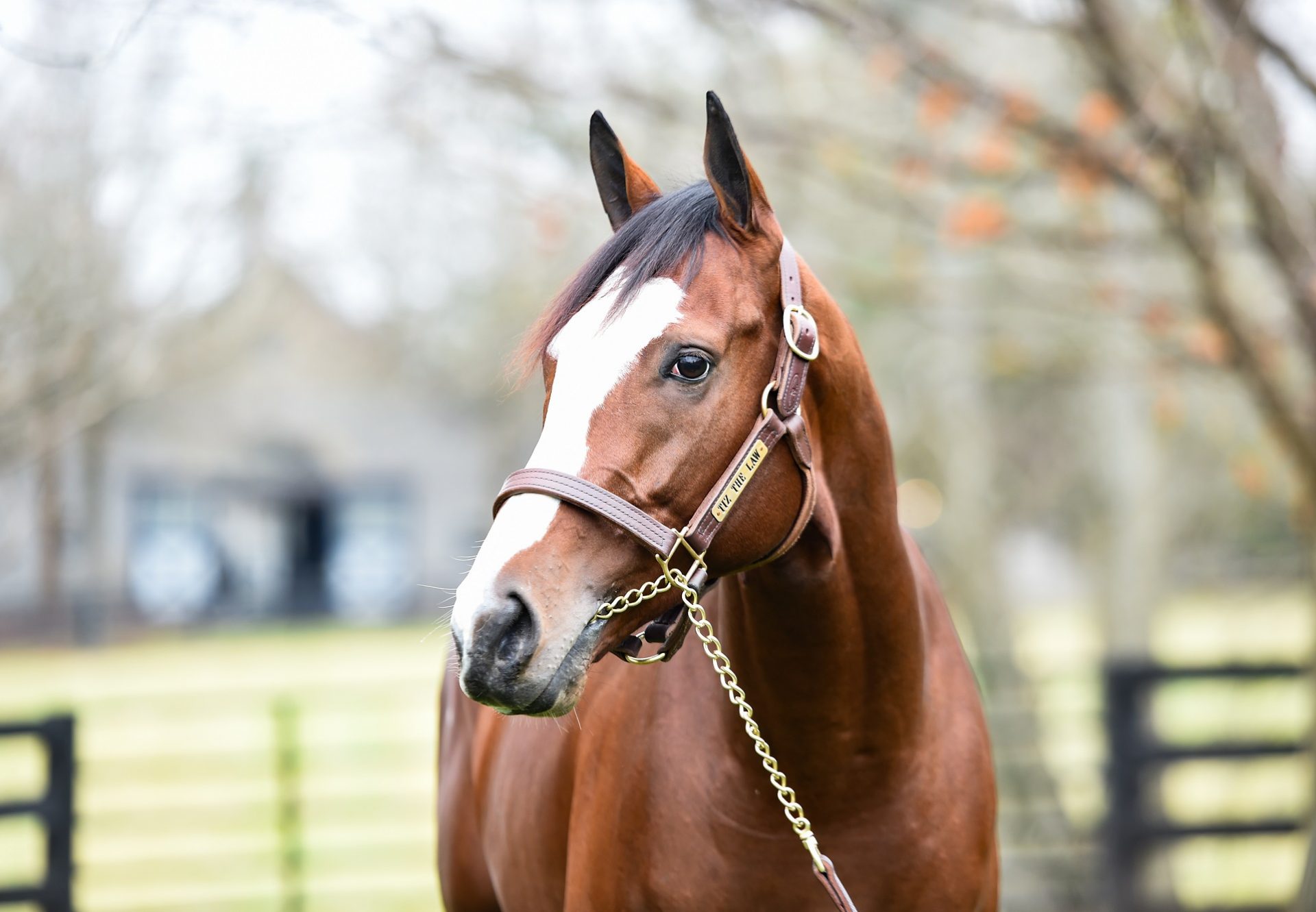 Tiz The Law head shot