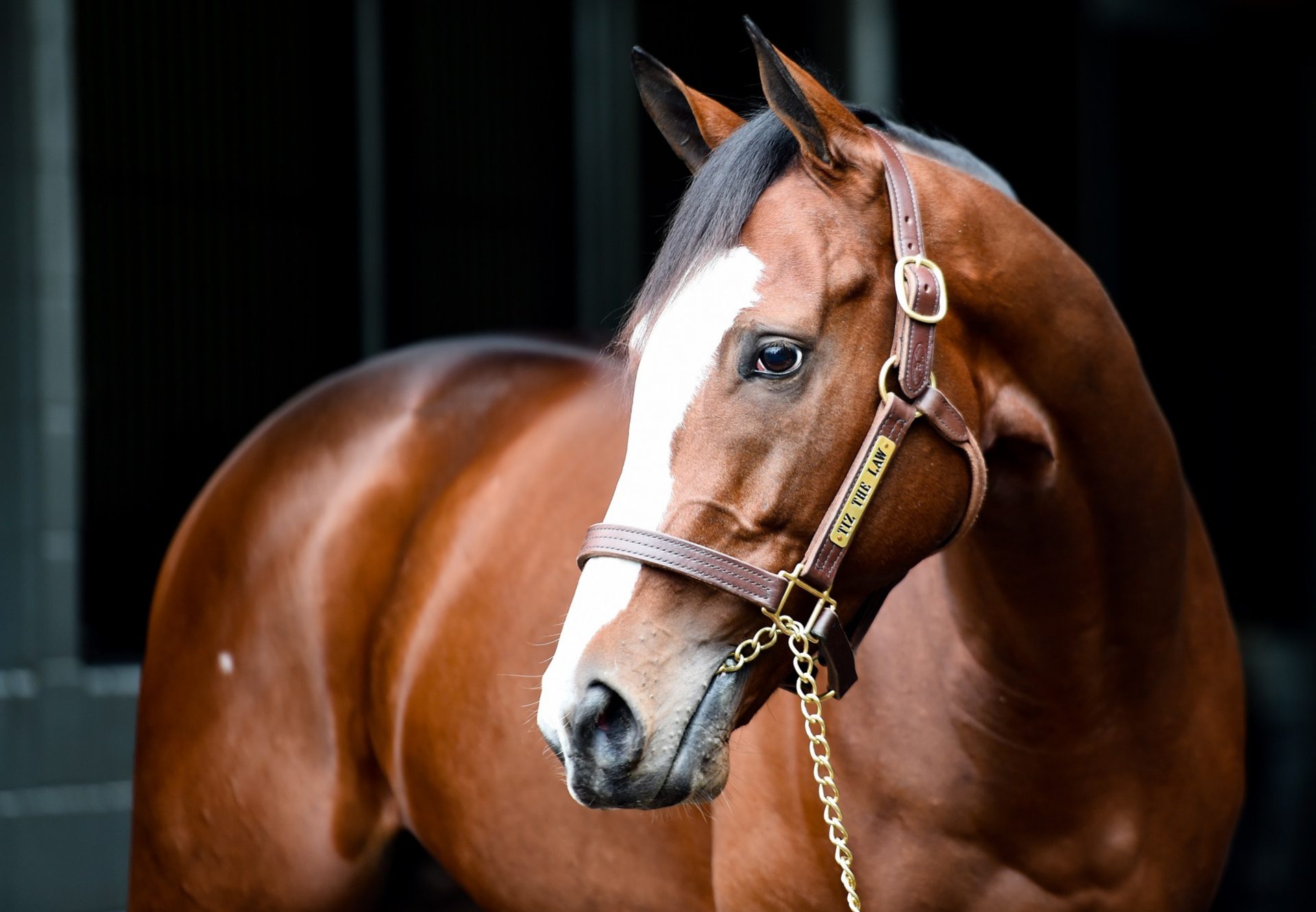 Tiz The Law head shot