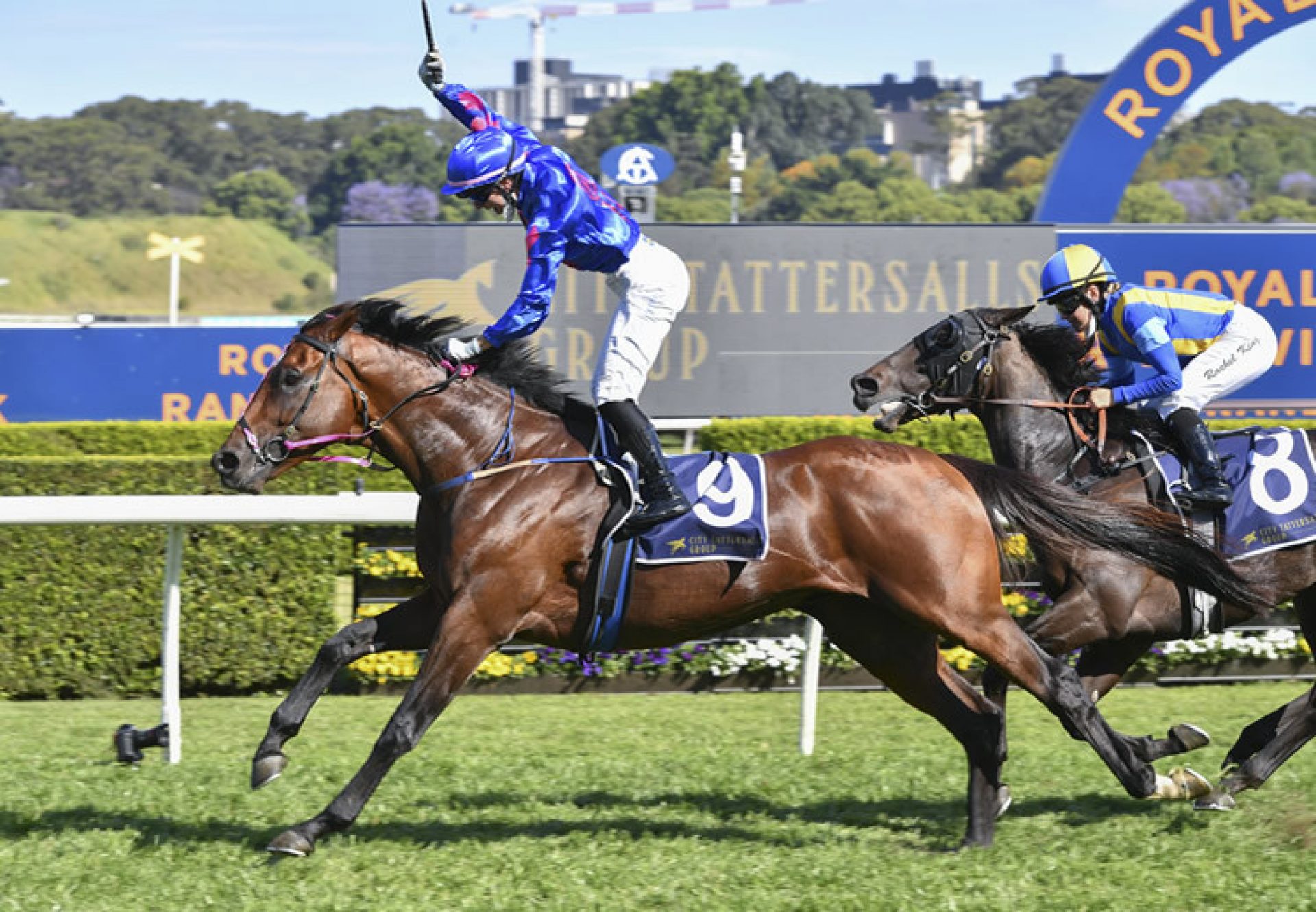 Torrens (Adelaide) winning the Listed Tattersalls Cup at Randwick