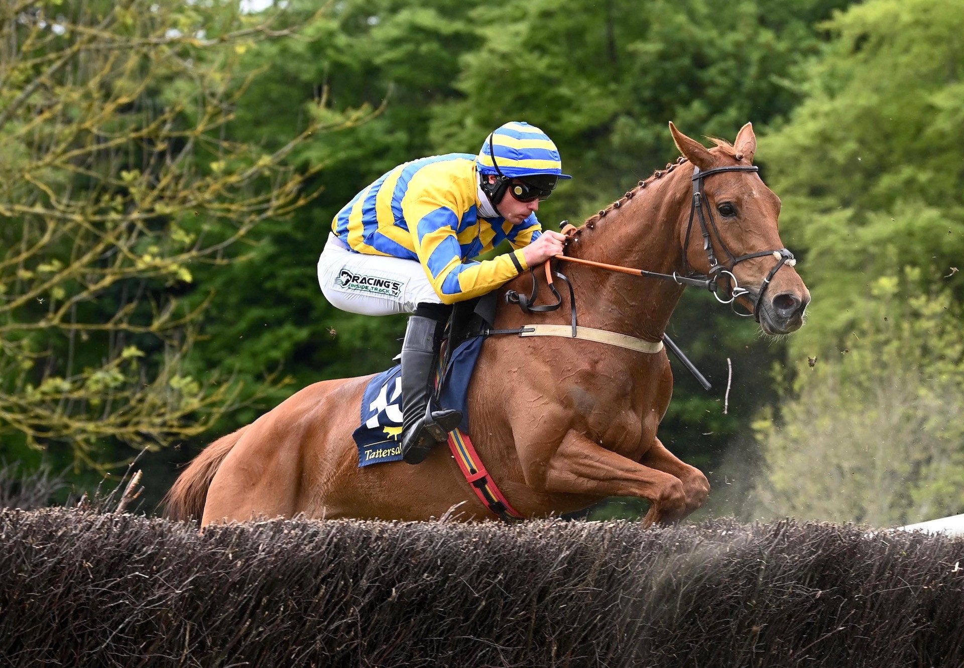 Tribal Glory (Mahler) Wins At Stradbally