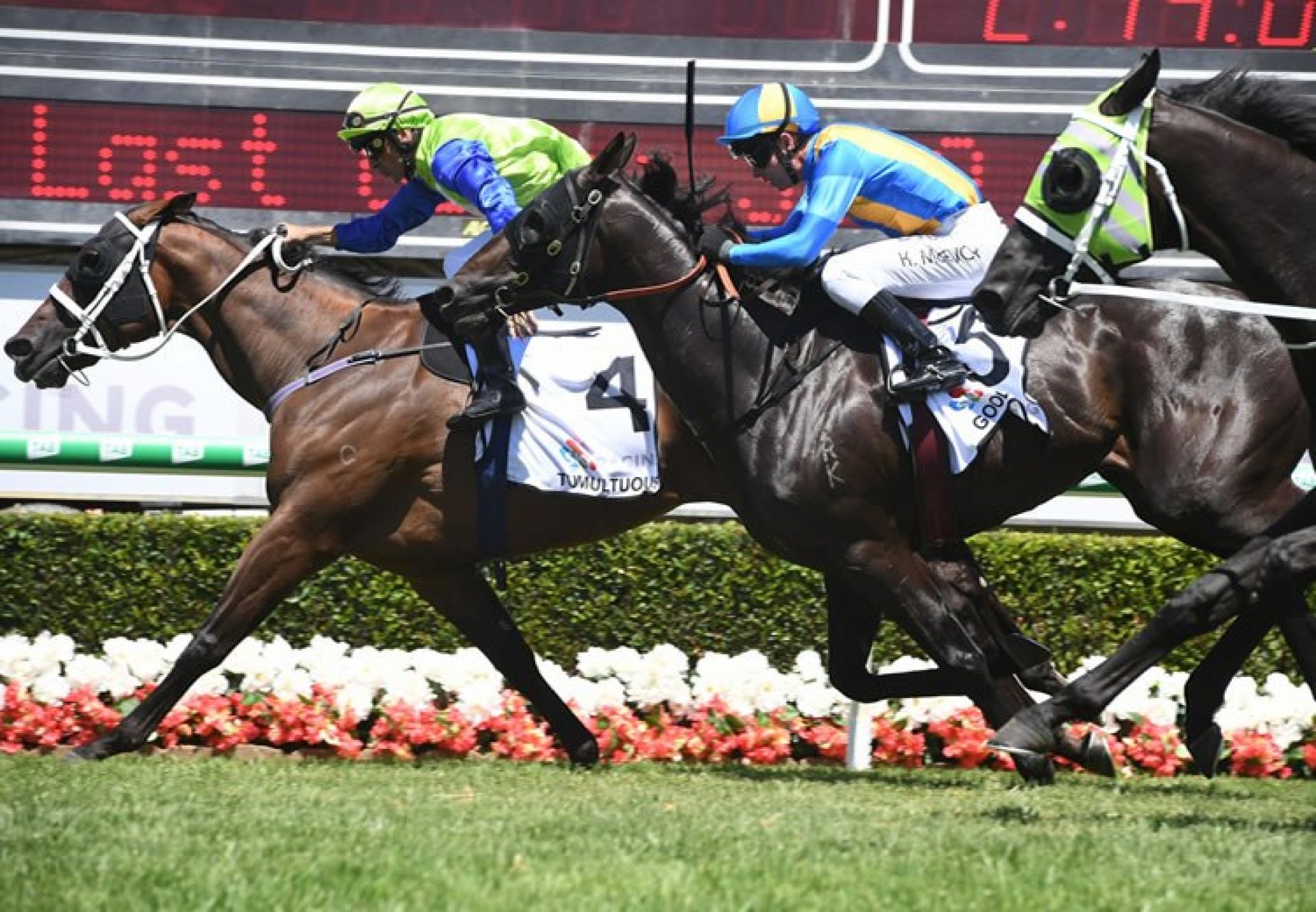 Tumultuous (Fastnet Rock) winning the Magic Millions Trophy