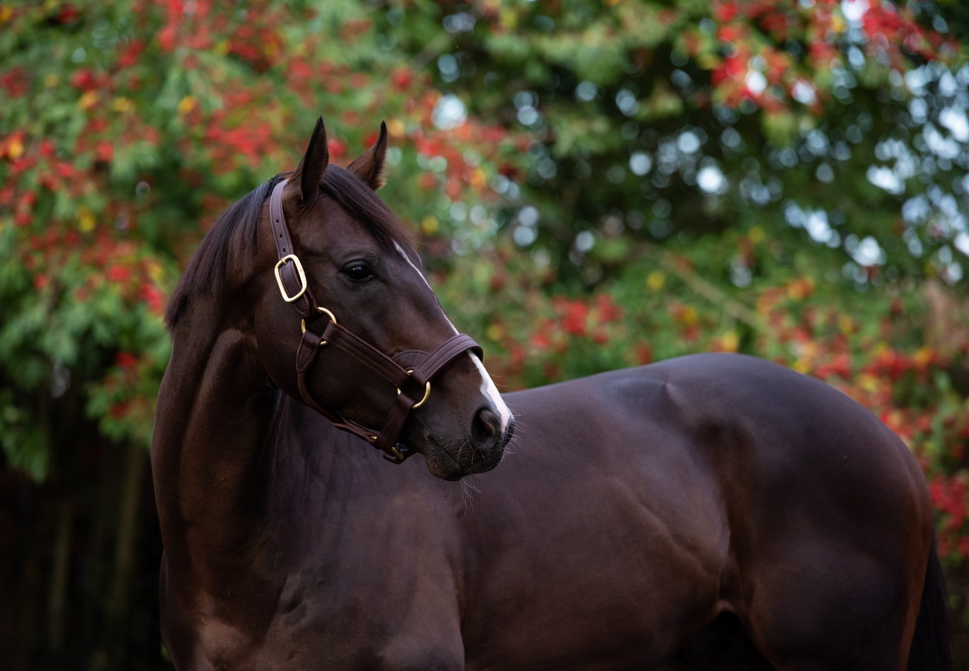 U S Navy Flag Stallion Yard