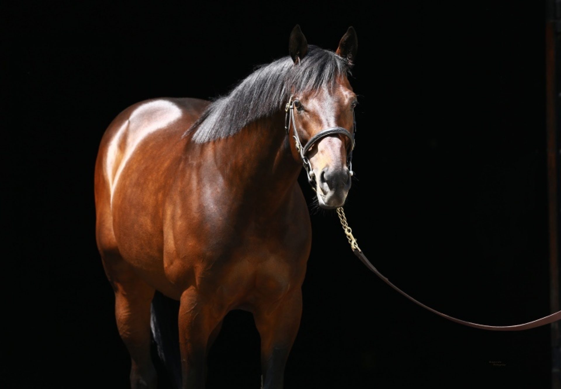 Uncle Mo - A Perennial Top 10 Stallion