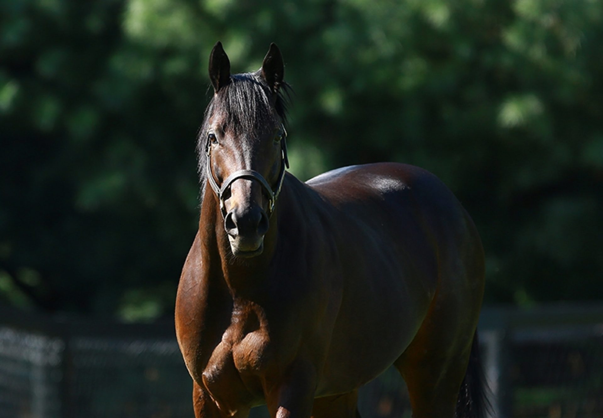 Uncle Mo Paddock Shot