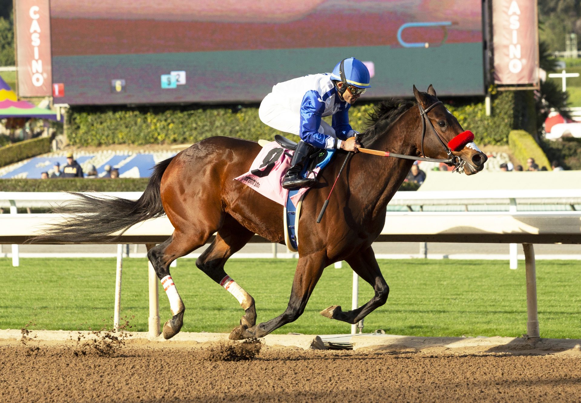 Venetian Harbor (Munnings) Breaking Santa Anita Maiden