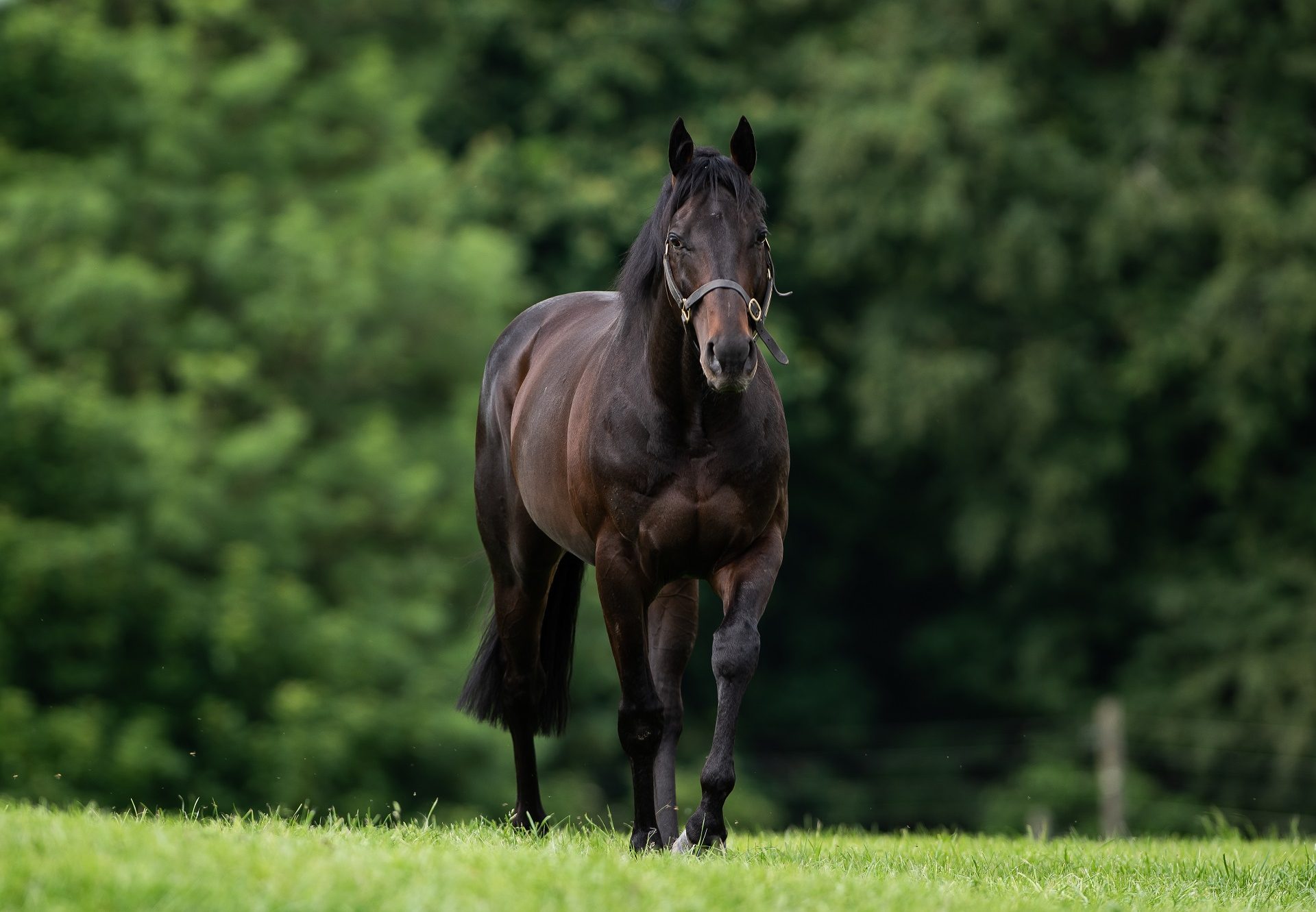 Vadamos paddock shot