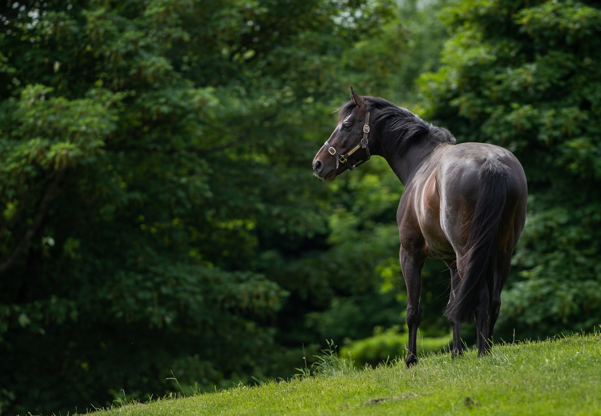 Vadamos Paddock