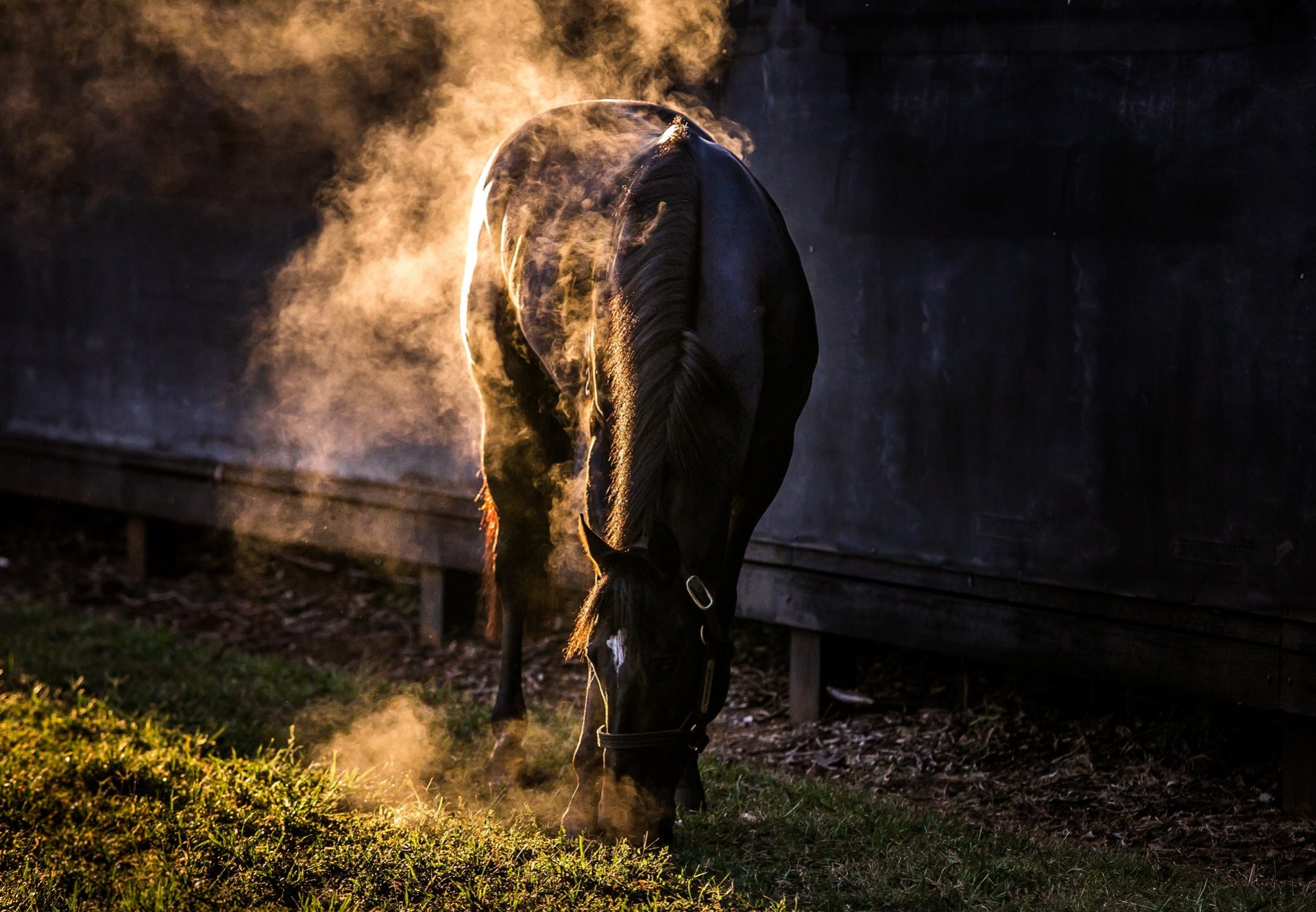 Vancouver Paddock