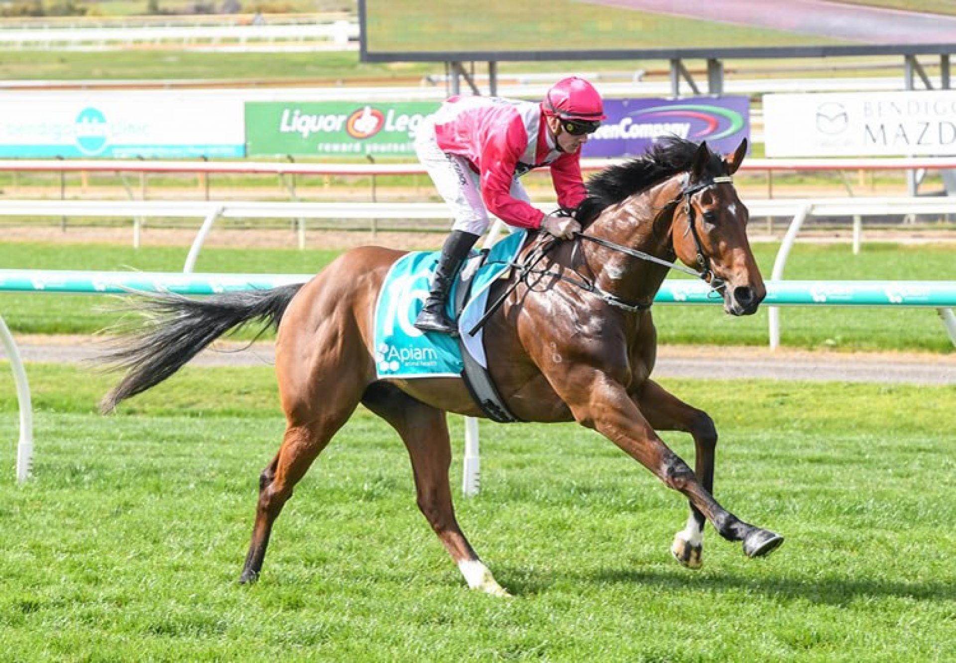 Verdad (Justify) wins at Bendigo