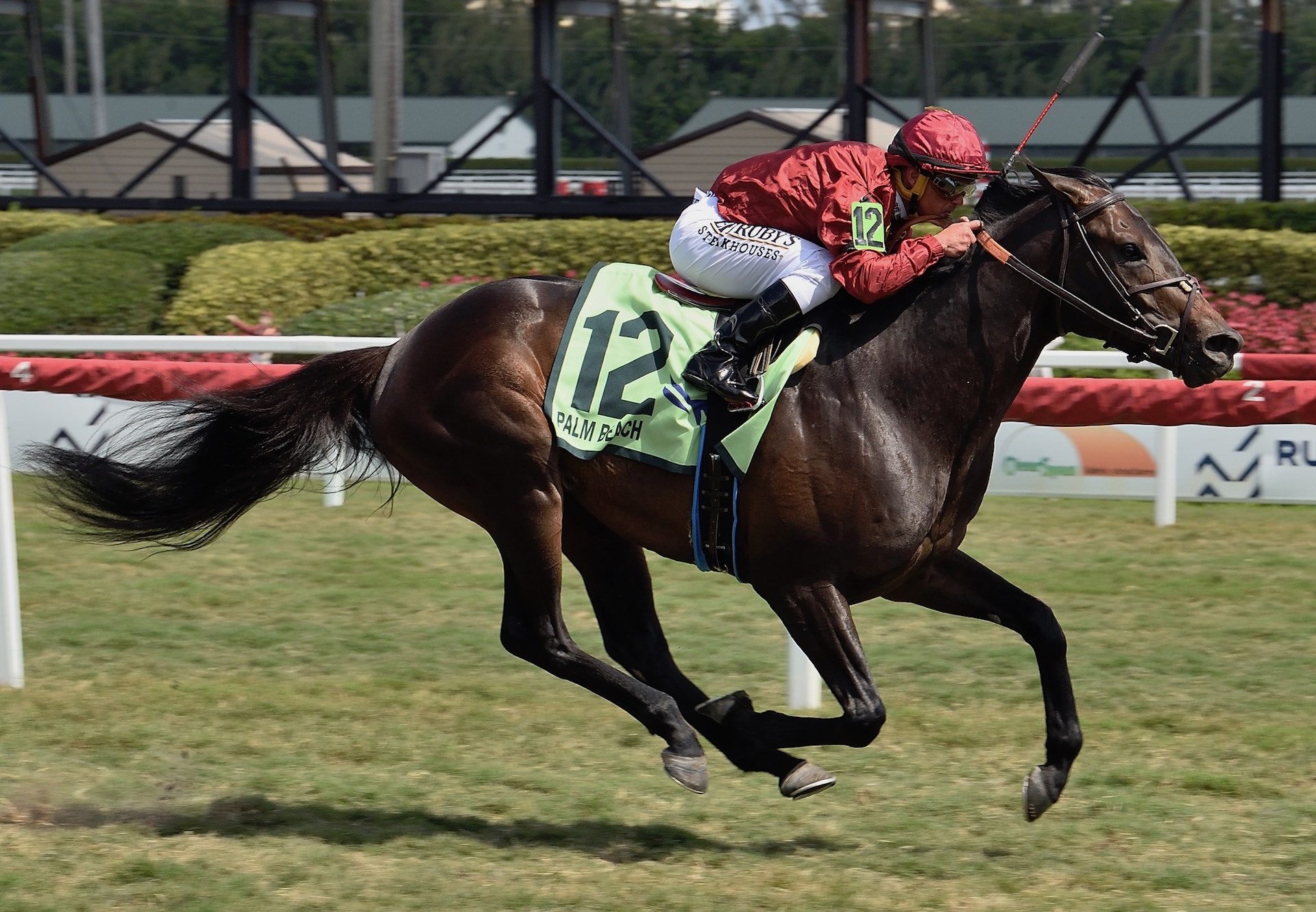 Vitalogy (No Nay Never) winning the Gr.3 Palm Beach Stakes at Gulfstream Park