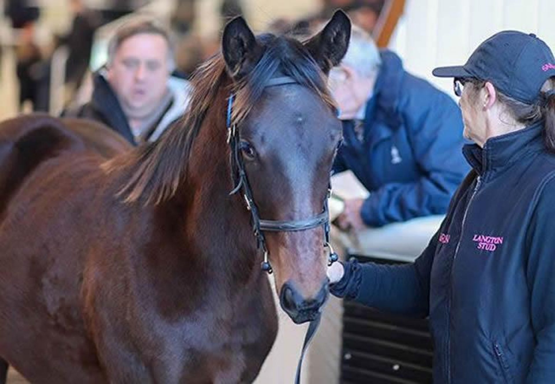 Wootton Bassett X Poets Vanity colt foal sells for 425,000gns
