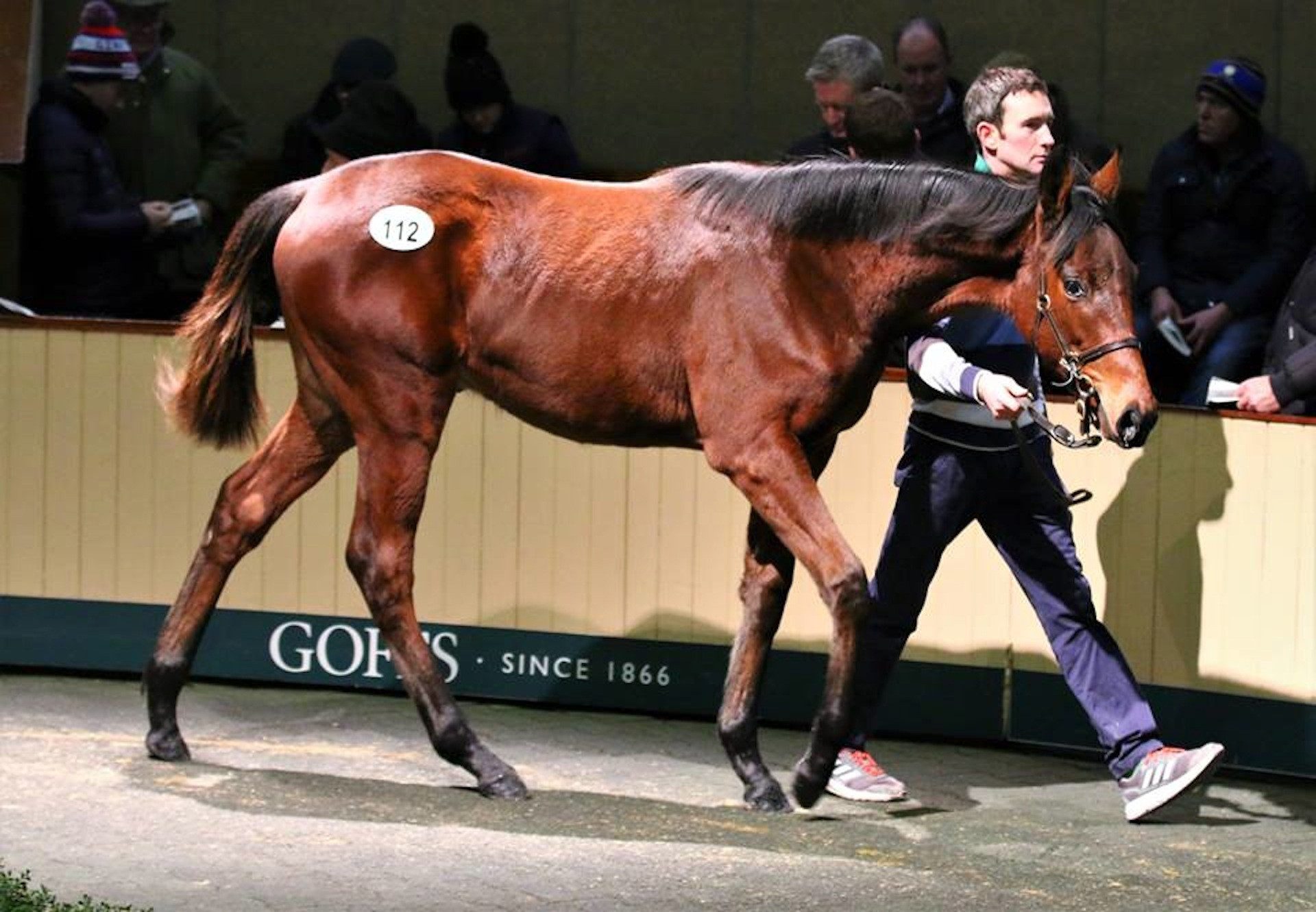 Walk In The Park Colt Sells For €90000 At Goffs