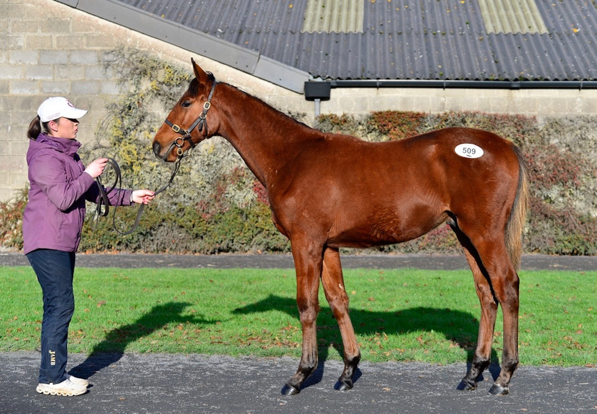 Walk In The Park Foal Ex En Vedette