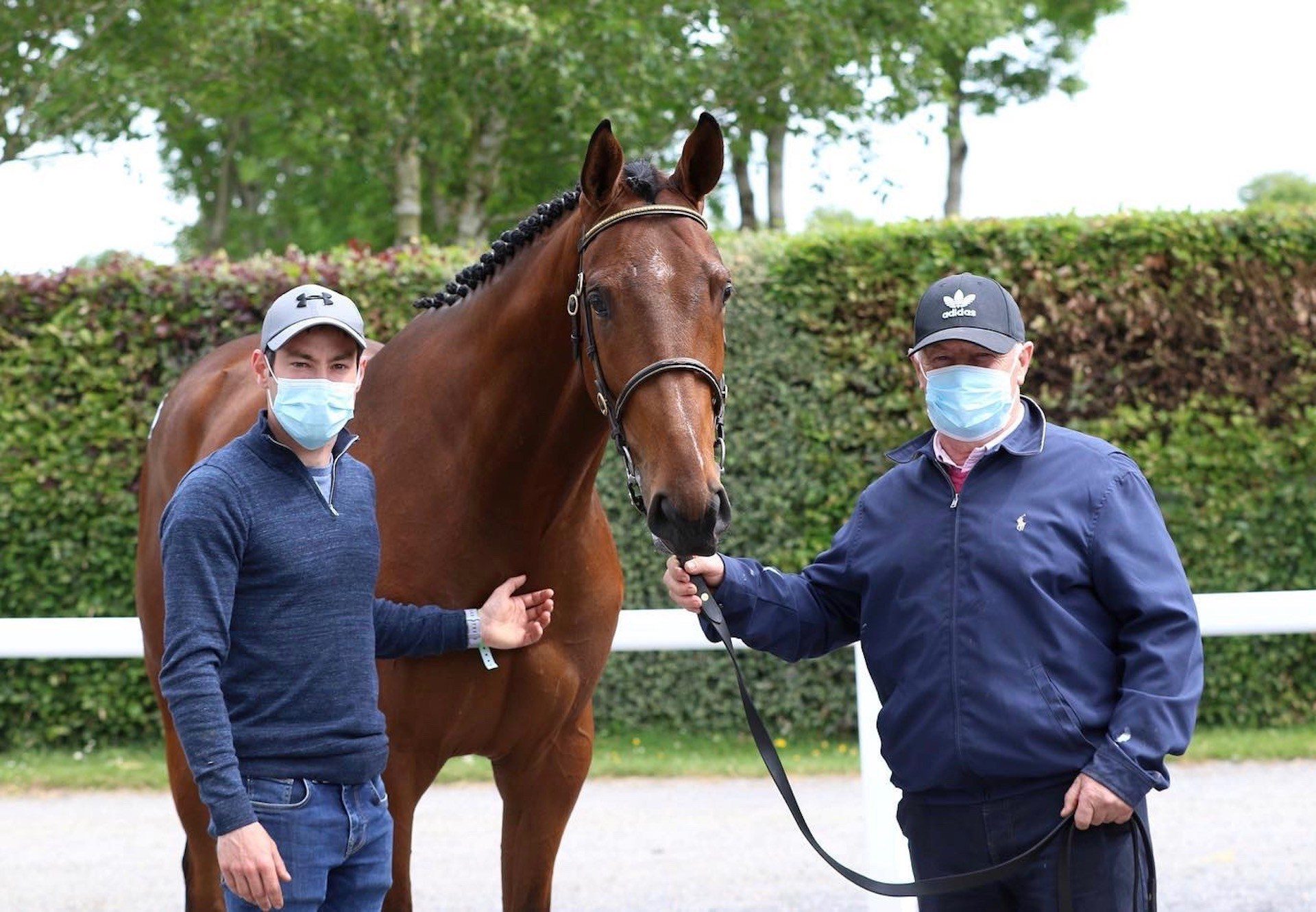 Walk In The Park Gelding Ex Tempest Belle Tops Day 2 Of Goffs Land Rover Sale