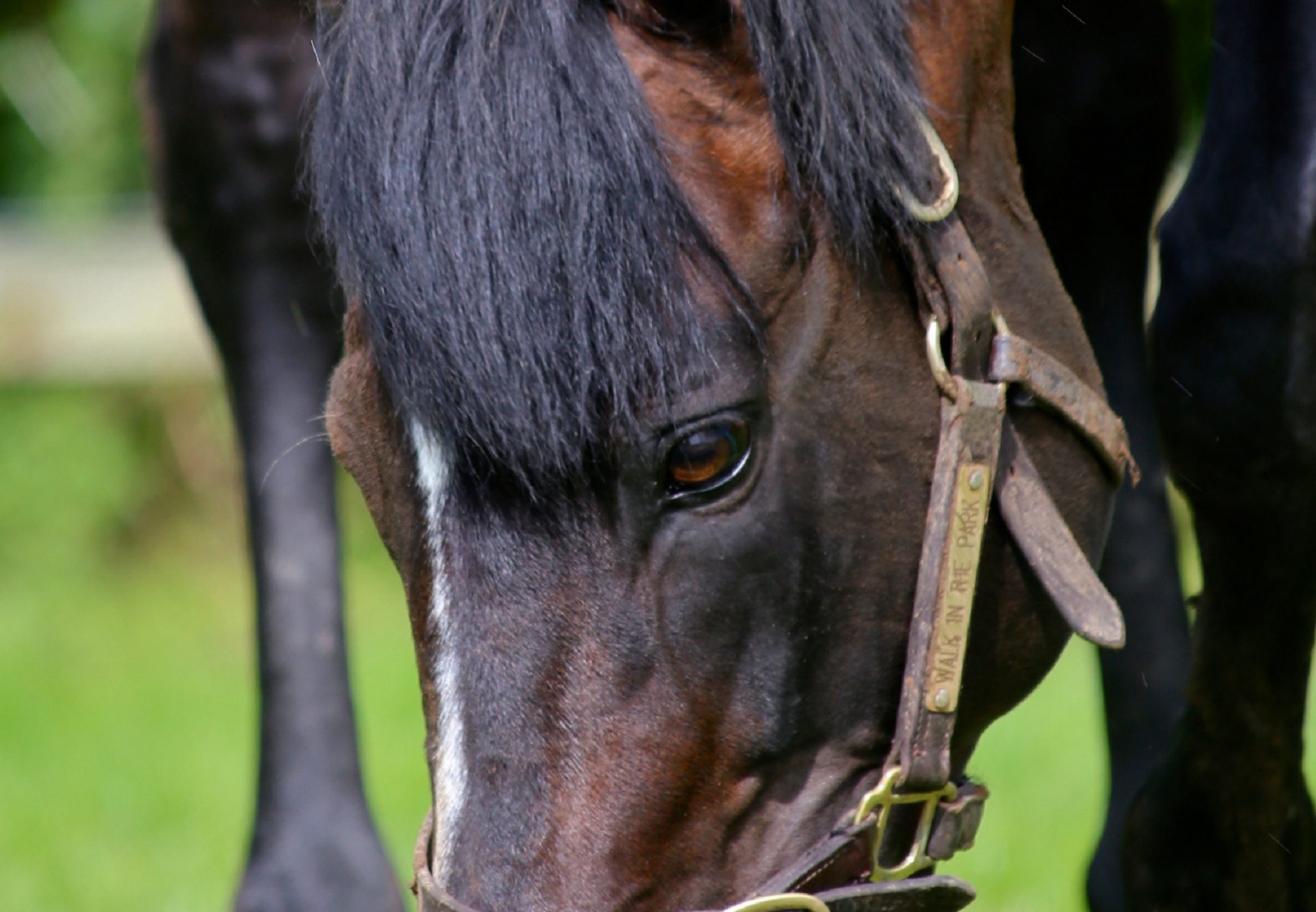 Walk In The Park Paddock Shot