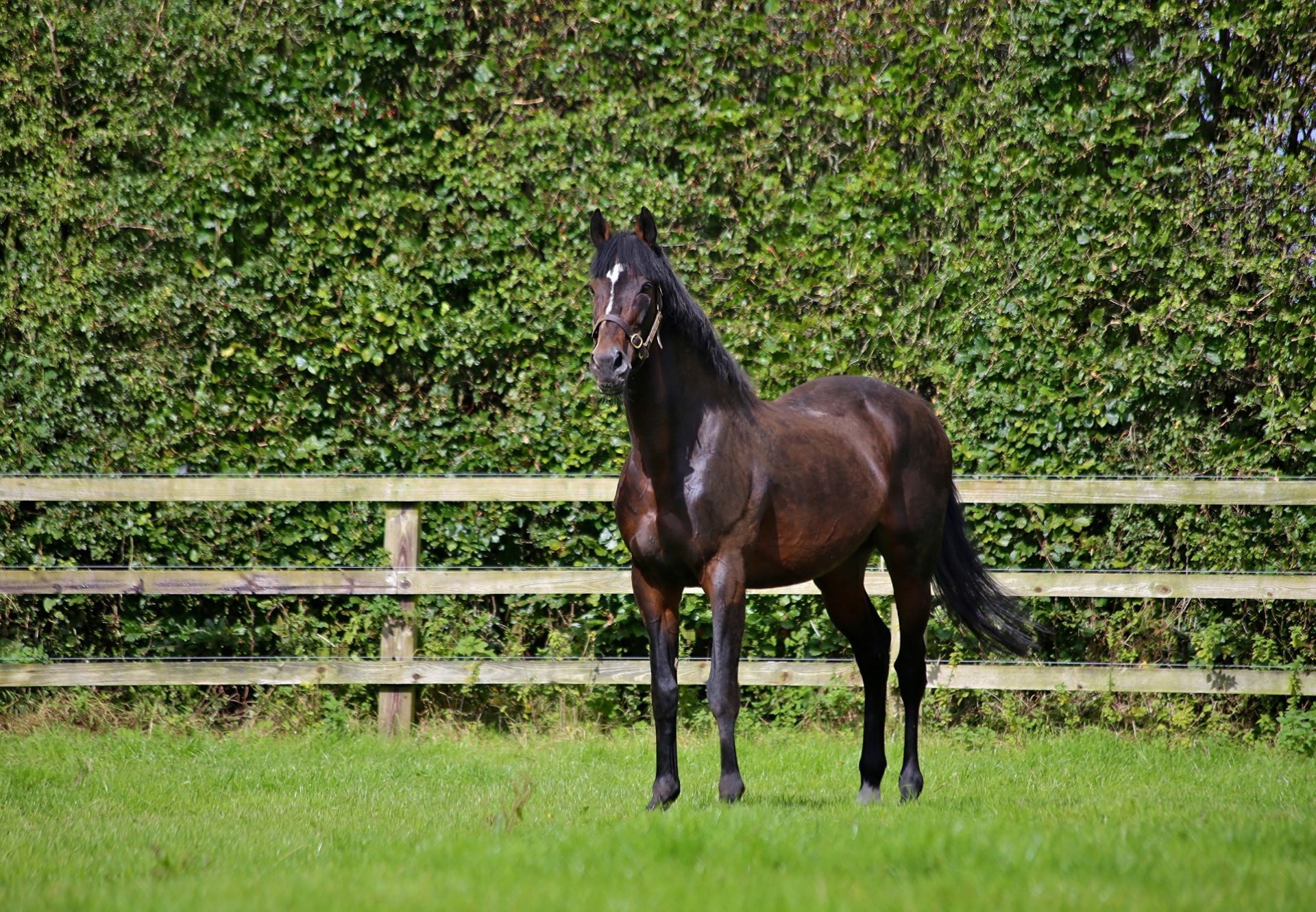 Walk In The Park Paddock Shot