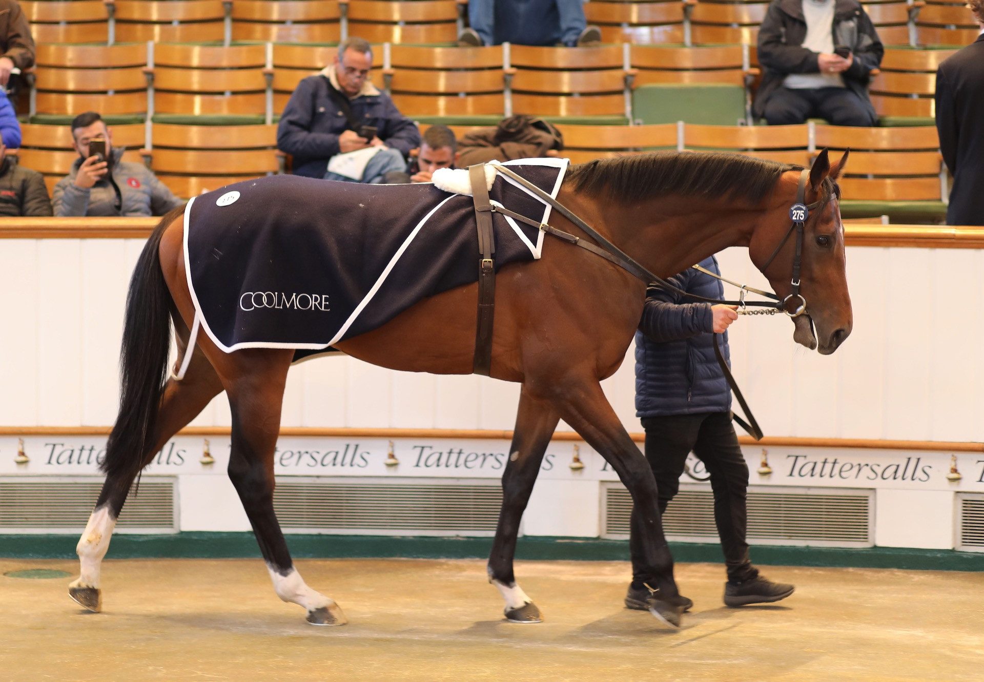 Waterville (Camelot) Tops Day 1 Of Tattersalls Hit Sale