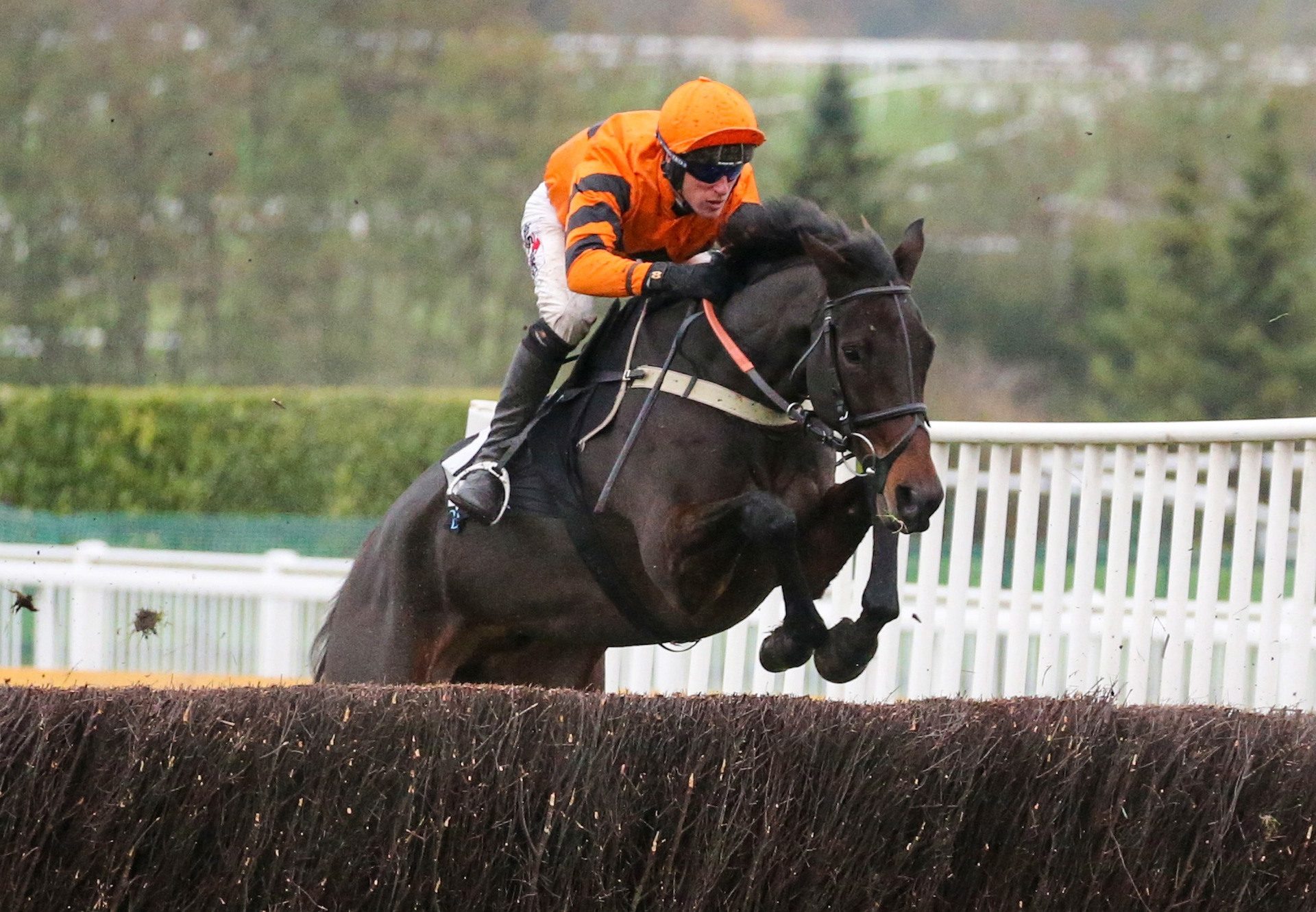 West Approach (Westerner) winning a Grade 3 chase at Cheltenham