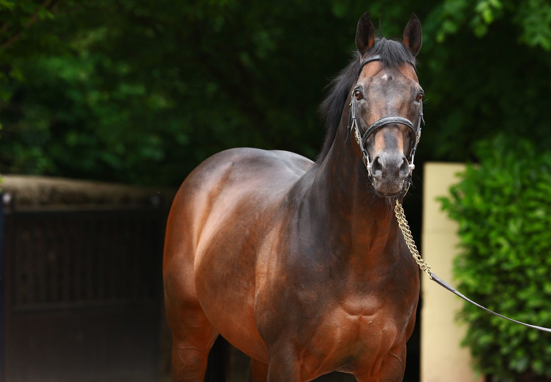 Westerner Head Shot