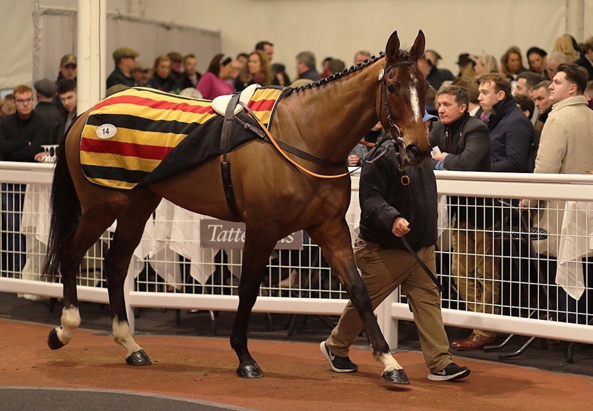 Weveallbeencaught (Getaway) Tops The Tattersalls Cheltenham January Sale