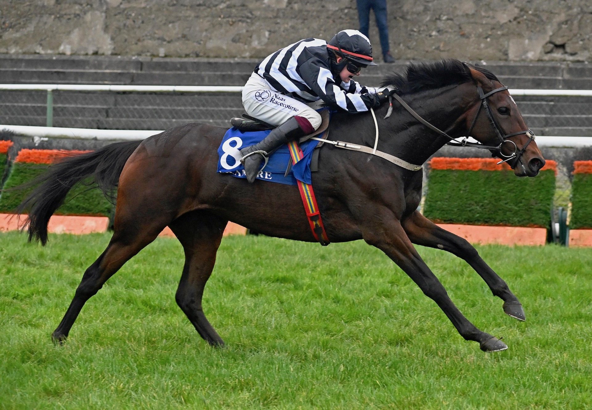 Where's Nanny (Walk In The Park) Wins on debut at Tramore
