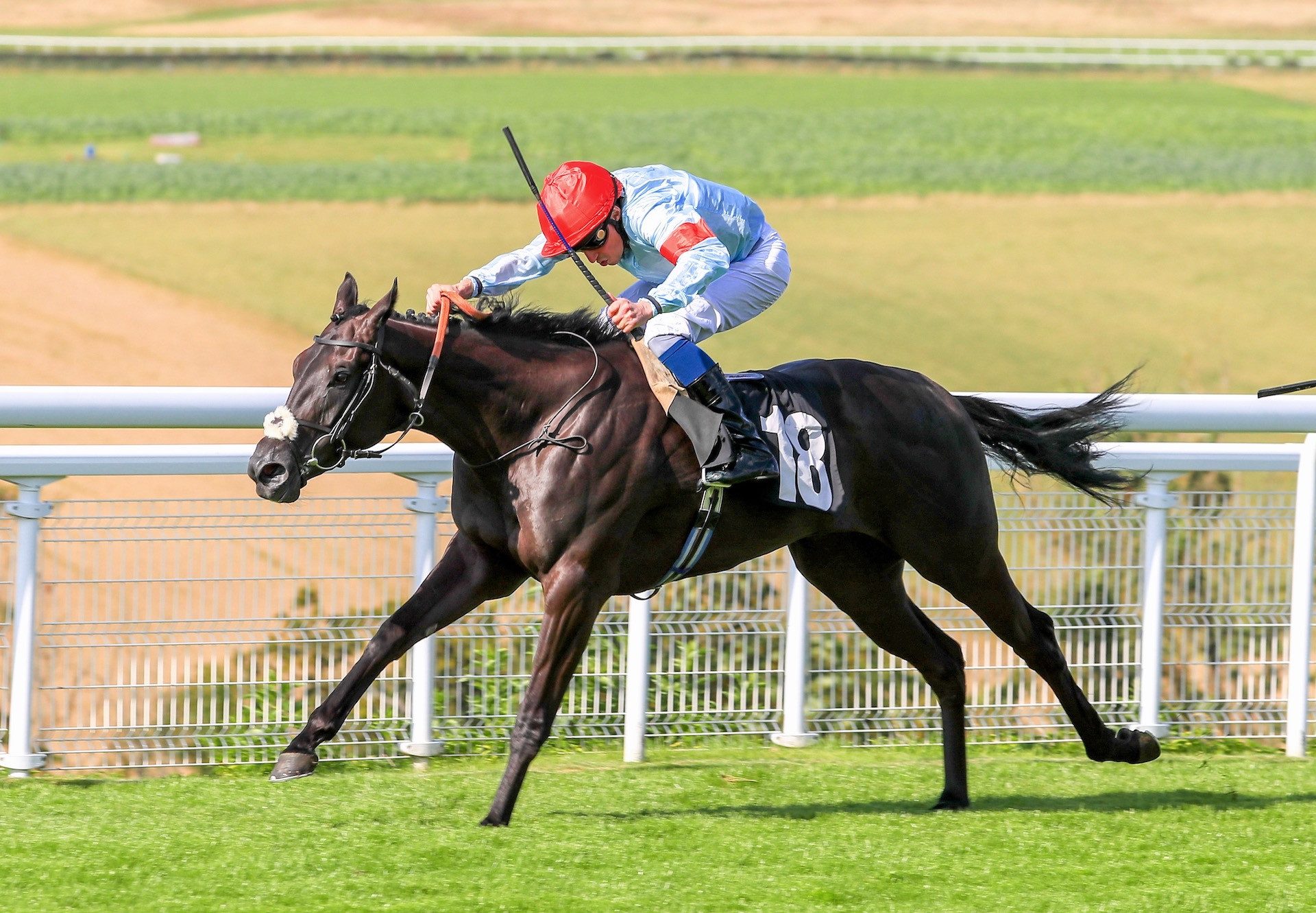 Wilderness Girl (No Nay Never) Wins The Tatler Ebf Fillies Maiden At Goodwood