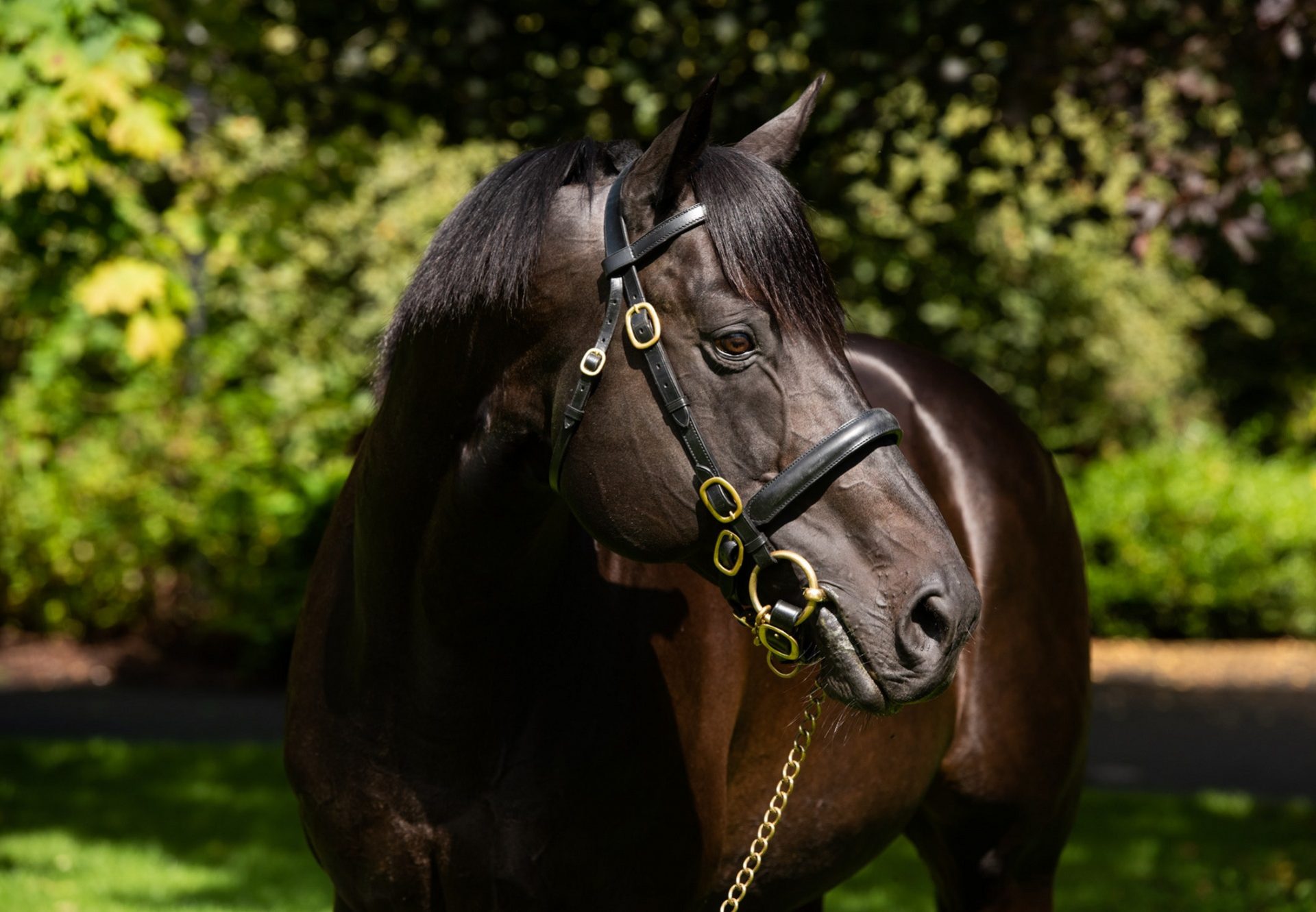 Wootton Bassett head shot