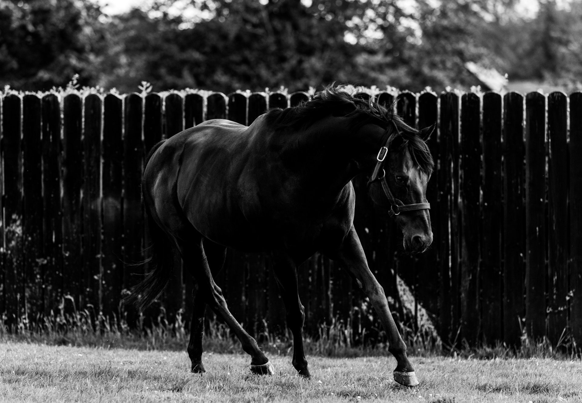 Wootton Bassett Paddock