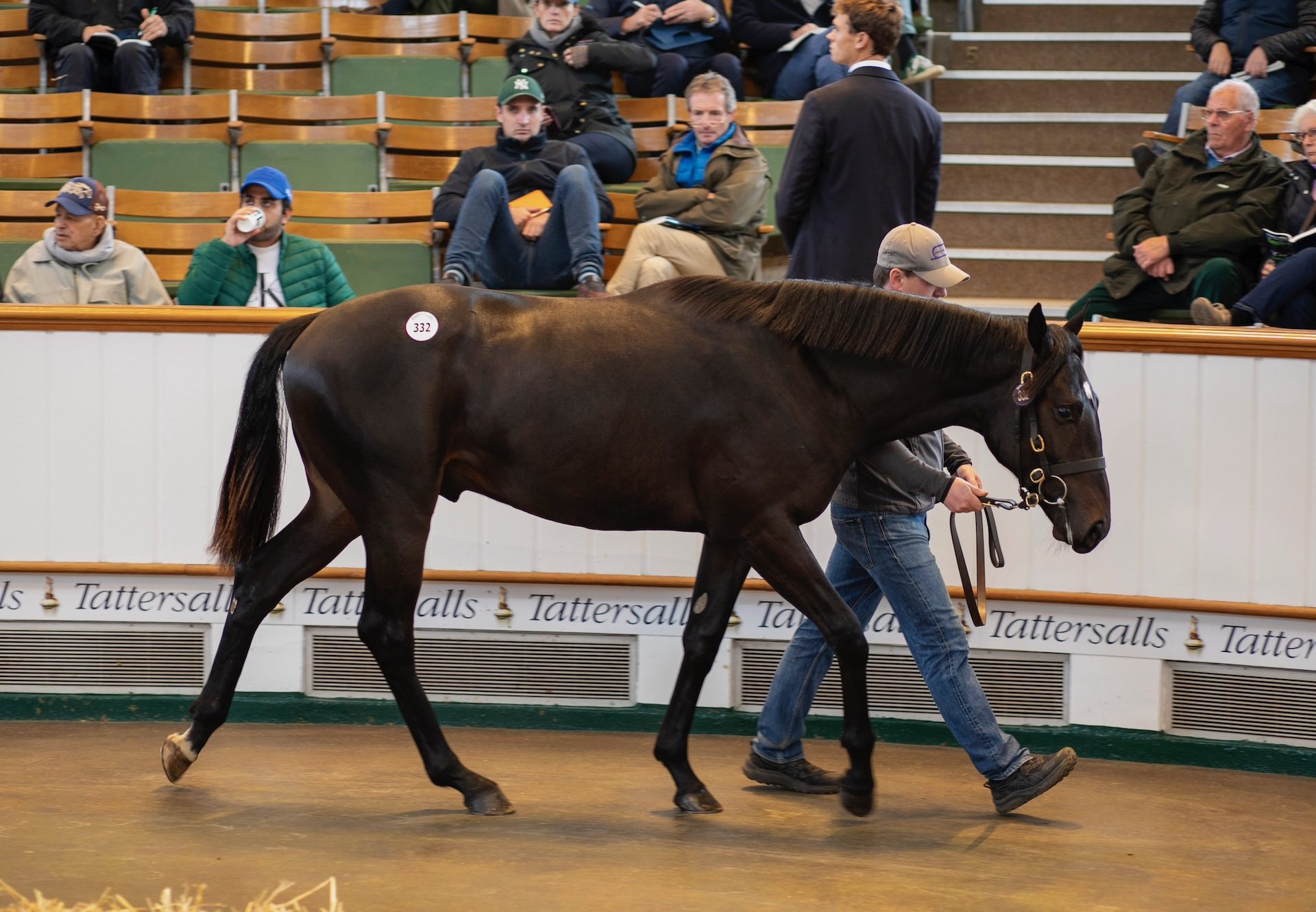 Wootton Bassett Colt Ex Park Bloom