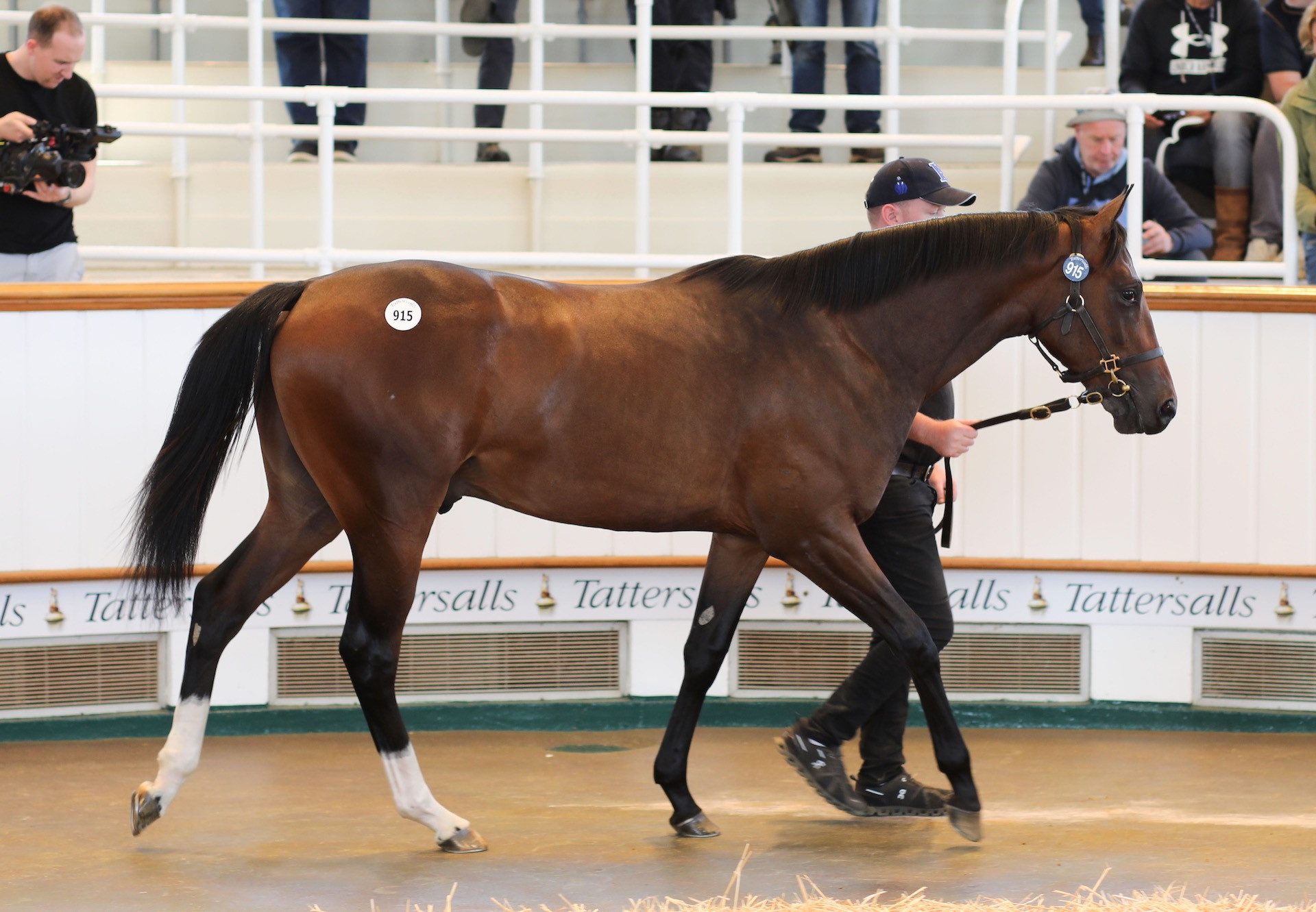 Wootton Bassett Colt X Beluga Sells For 350,000Gns At Tattersalls Book 2