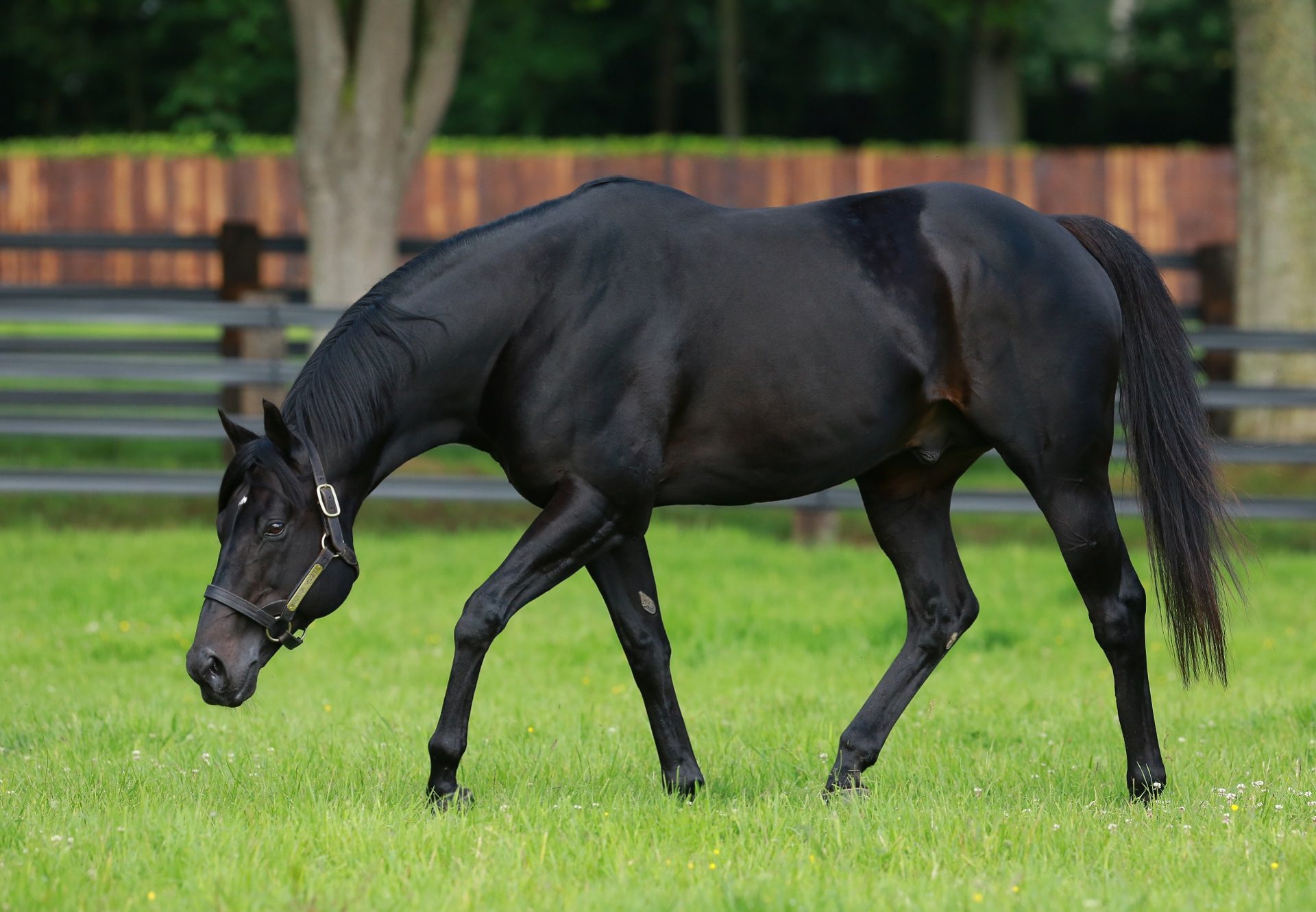 Wootton Bassett Paddock