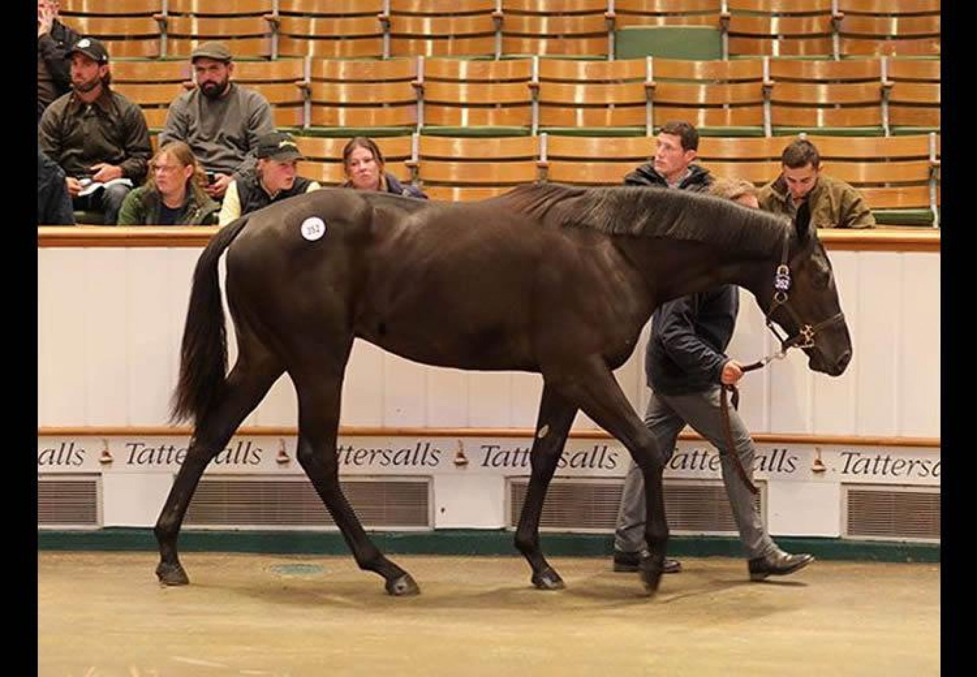 Wootton Bassett X Entreat Colt selling for 1.25 million guineas at Tattersalls