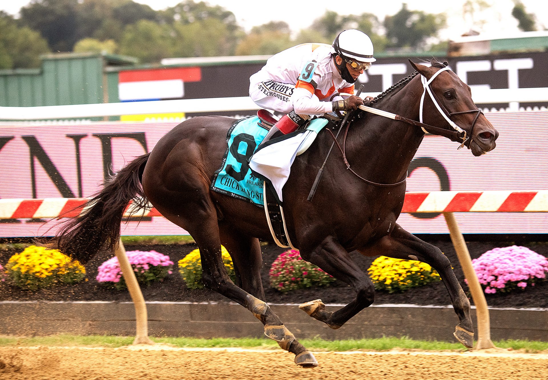 Yaupon (Uncle Mo) Wins Gr.3 Chick Lang Stakes at Pimlico