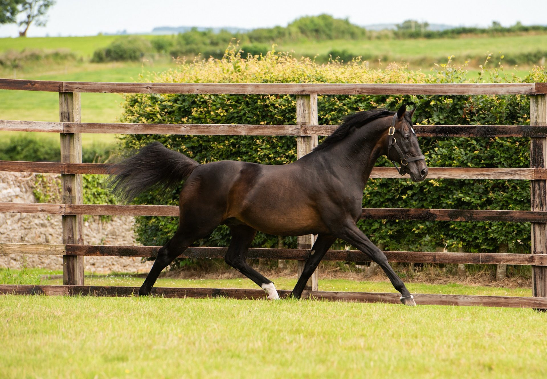 Yeats paddock