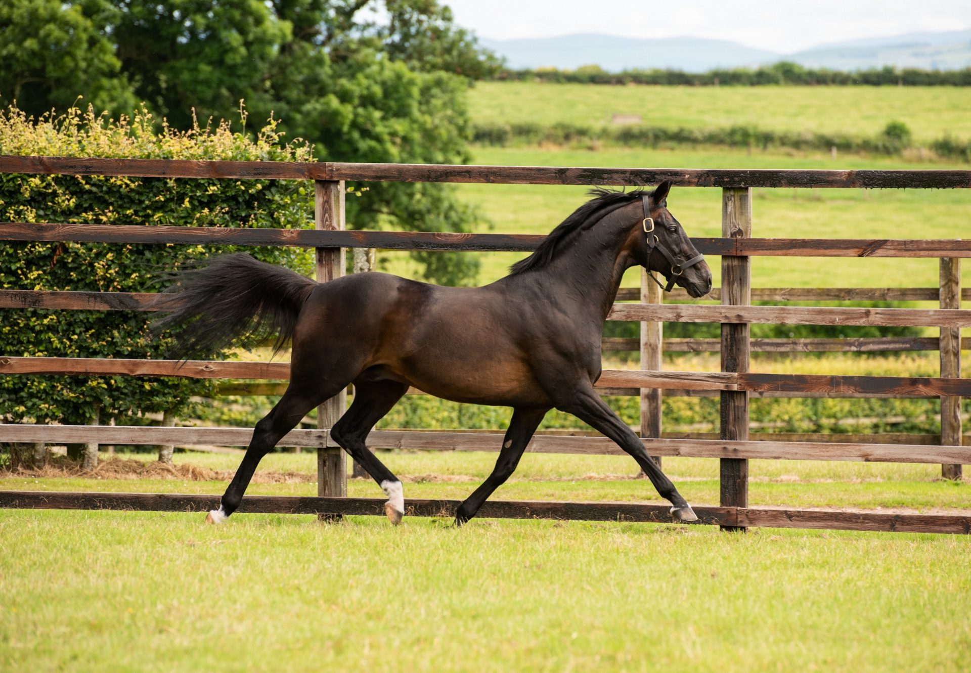 Yeats paddock