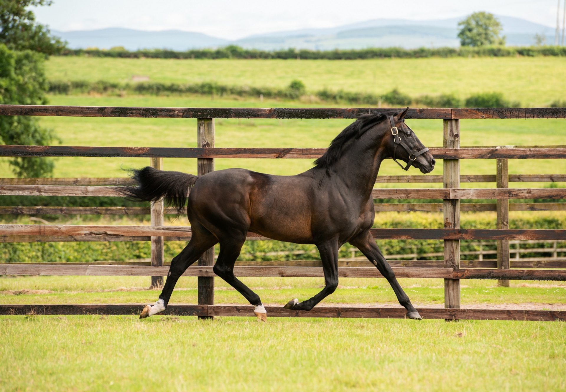 Yeats paddock