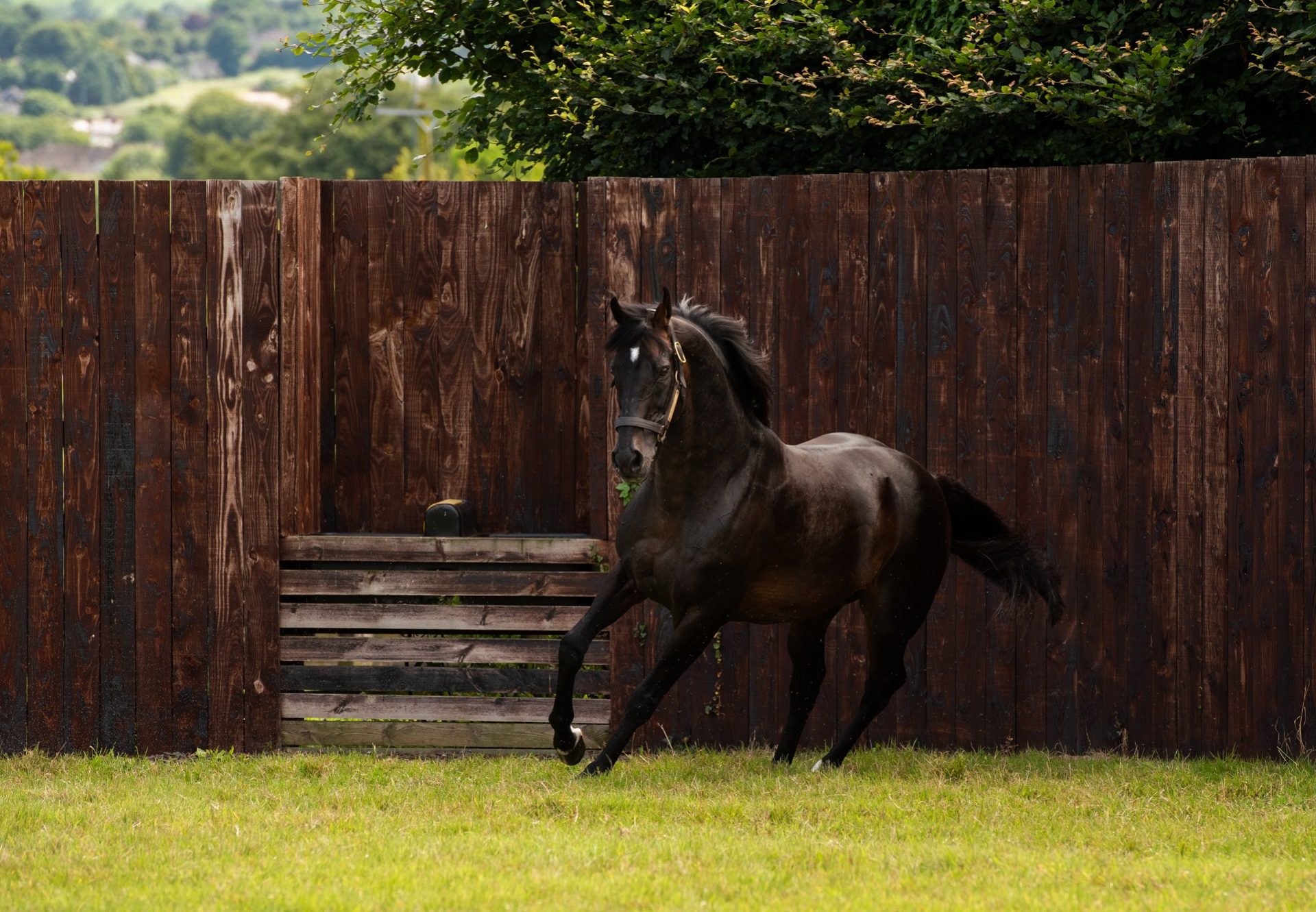 Yeats paddock