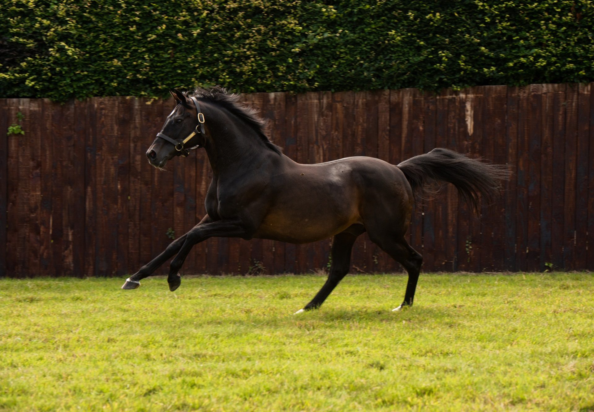 Yeats paddock