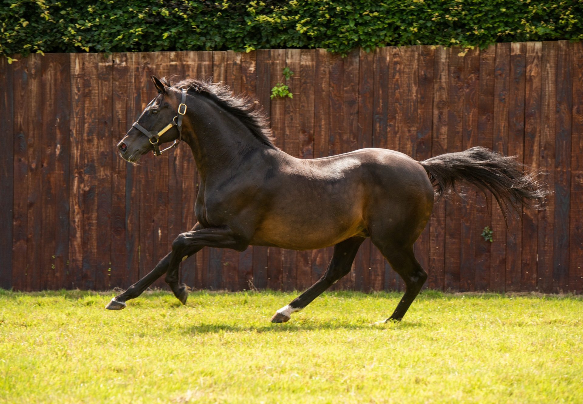 Yeats paddock